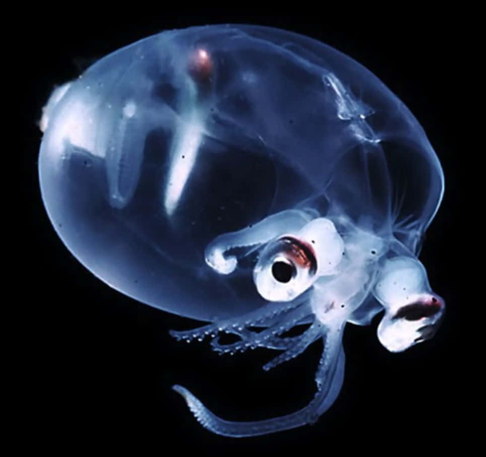  壁紙 — 一隻半透明玻璃魷魚在漆黑海洋背景下發出內部藍光。