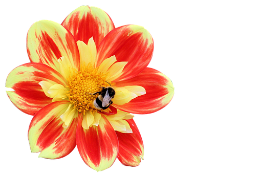 Beeon 紅黃花朵.JPG 壁紙