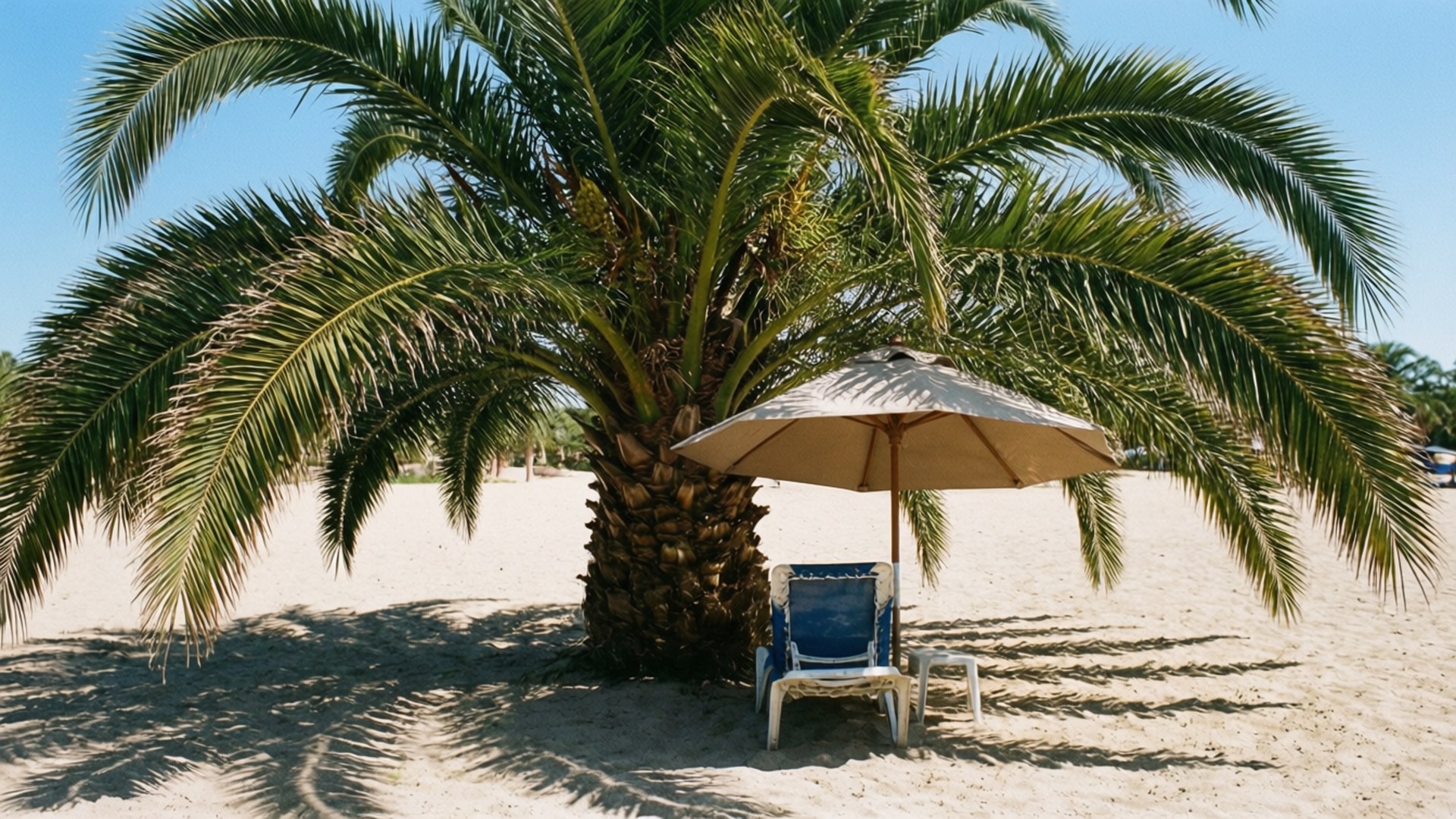 Beach Setup Palm 壁紙 — 在陽光明媚的沙灘上，一張藍色沙灘椅放在米色遮陽傘下，由一棵大棕櫚樹遮蔭。