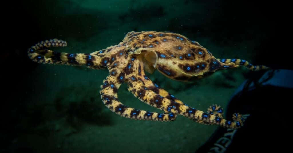  壁紙 — 一隻藍環章魚在渾濁的綠色水中滑行，其黃色身體上有發光的藍色斑點。