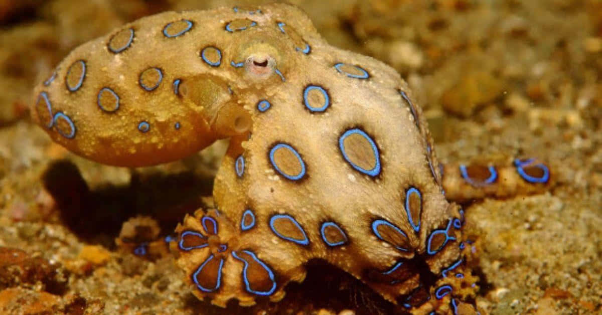  壁紙 — 一隻藍環章魚躺在沙質海床上，其鮮豔的藍色圓圈在棕色皮膚上發光。