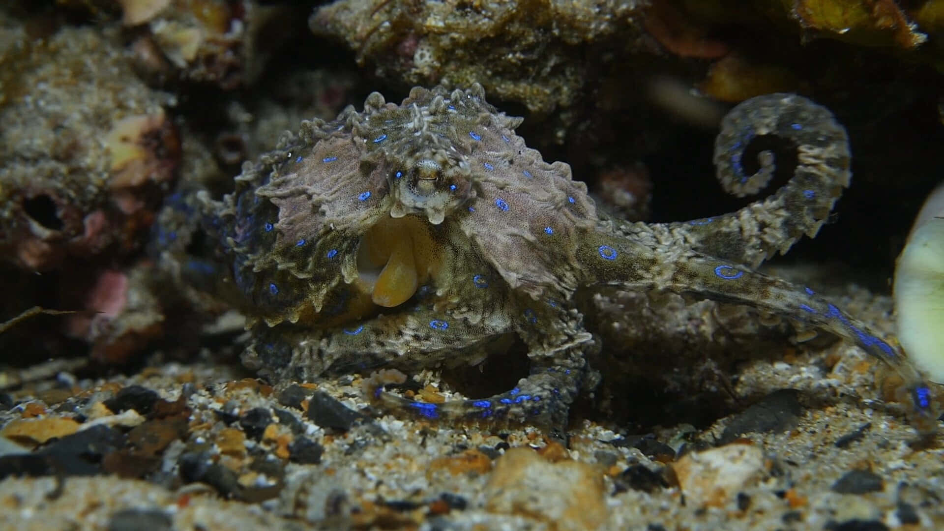  壁紙 — 一隻藍點章魚在沙質海底的岩石和珊瑚中偽裝。