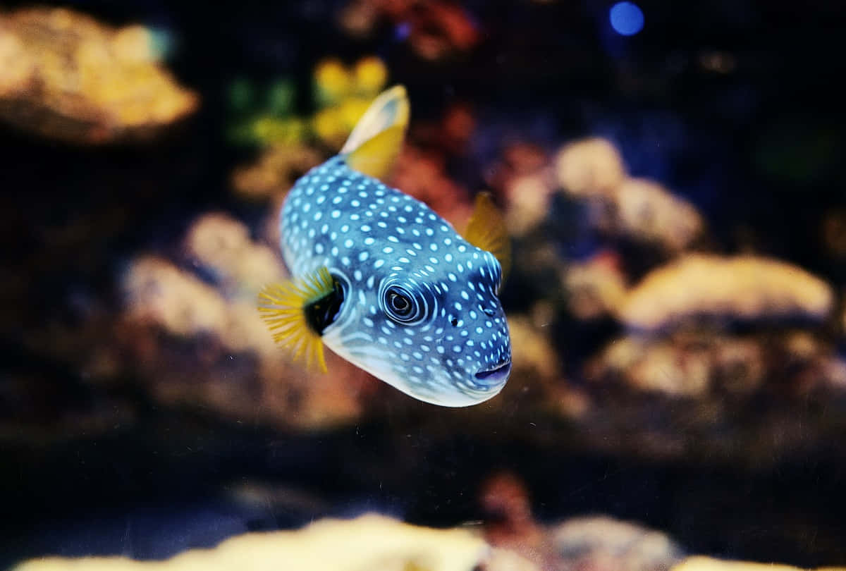 壁紙 — 一條藍點黃鰭河豚在昏暗的水族箱中好奇地游近珊瑚。