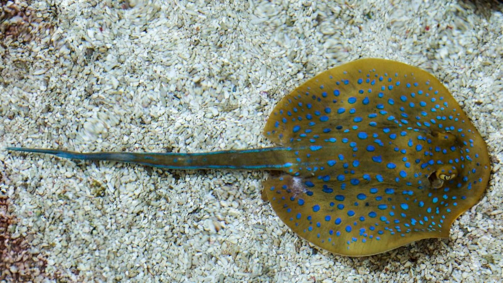  壁紙 — 一條藍點魟魚偽裝在淺色沙質海底上休息，沙粒帶有紋理。