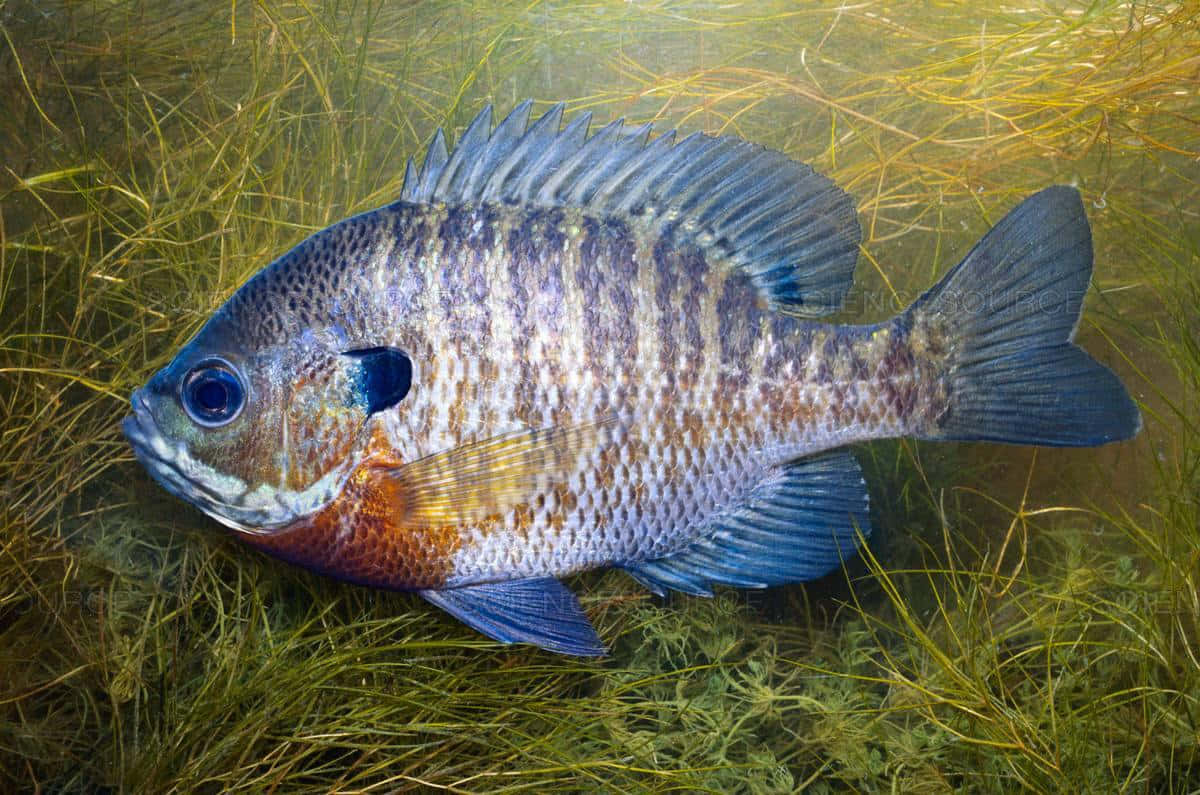  壁紙 — 藍鰓太陽魚在清澈的淡水中，優雅地游過陽光照射的綠色水生植物。