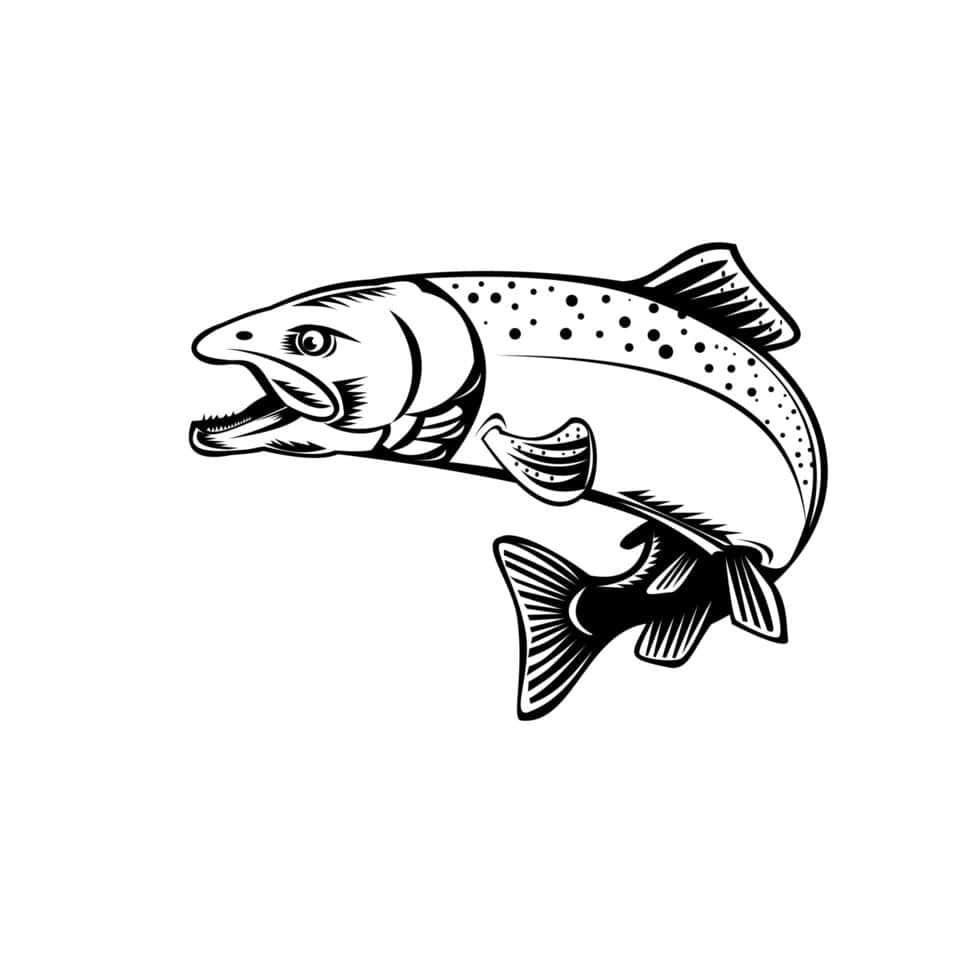  壁紙 — 一條躍起的鱒魚，帶有詳細的鱗片和張開的嘴巴，在純白色背景上的大膽黑白插圖。
