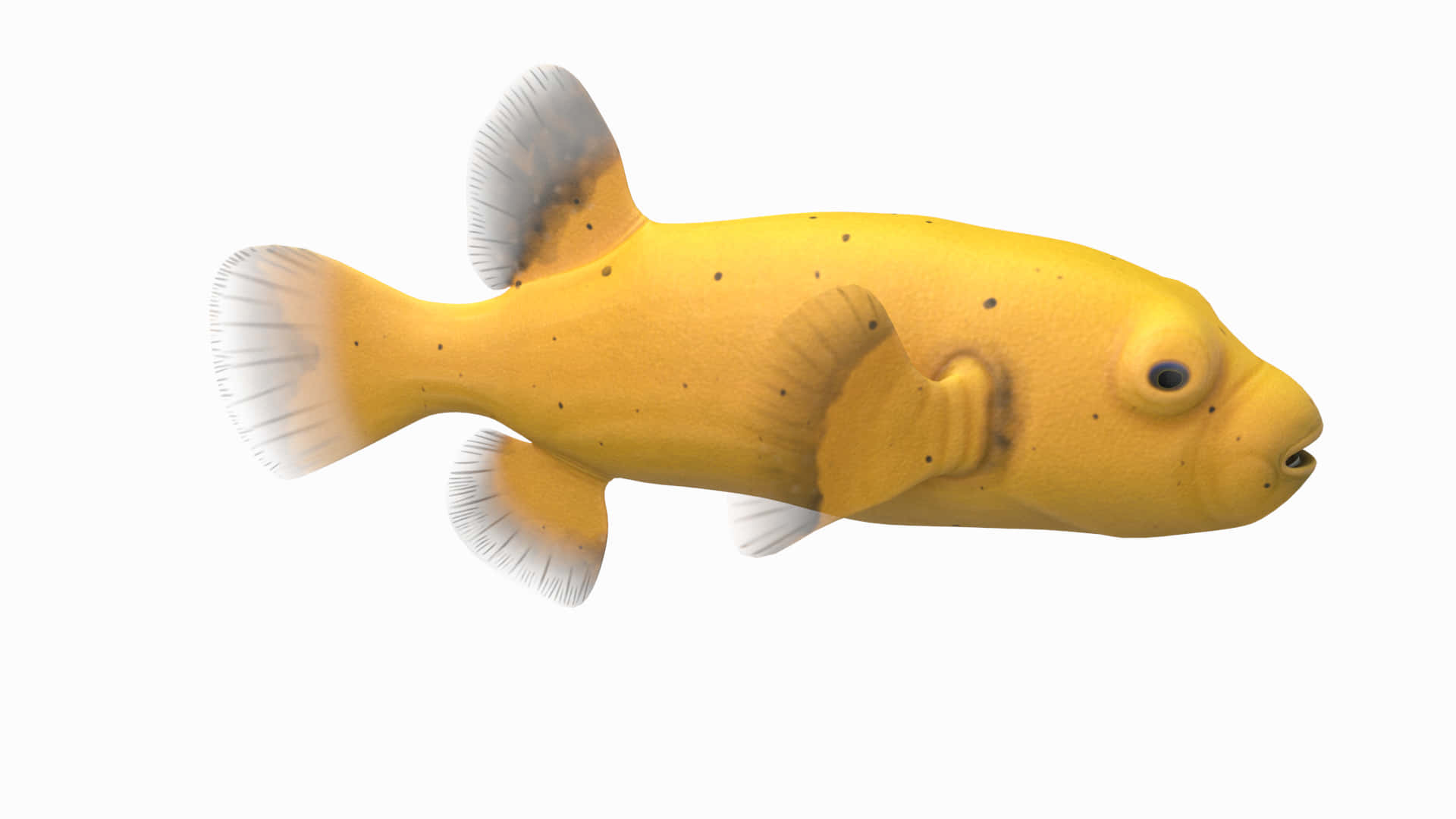  壁紙 — 一條亮黃色、帶有白色尖端魚鰭的河豚在純白色背景上游泳。