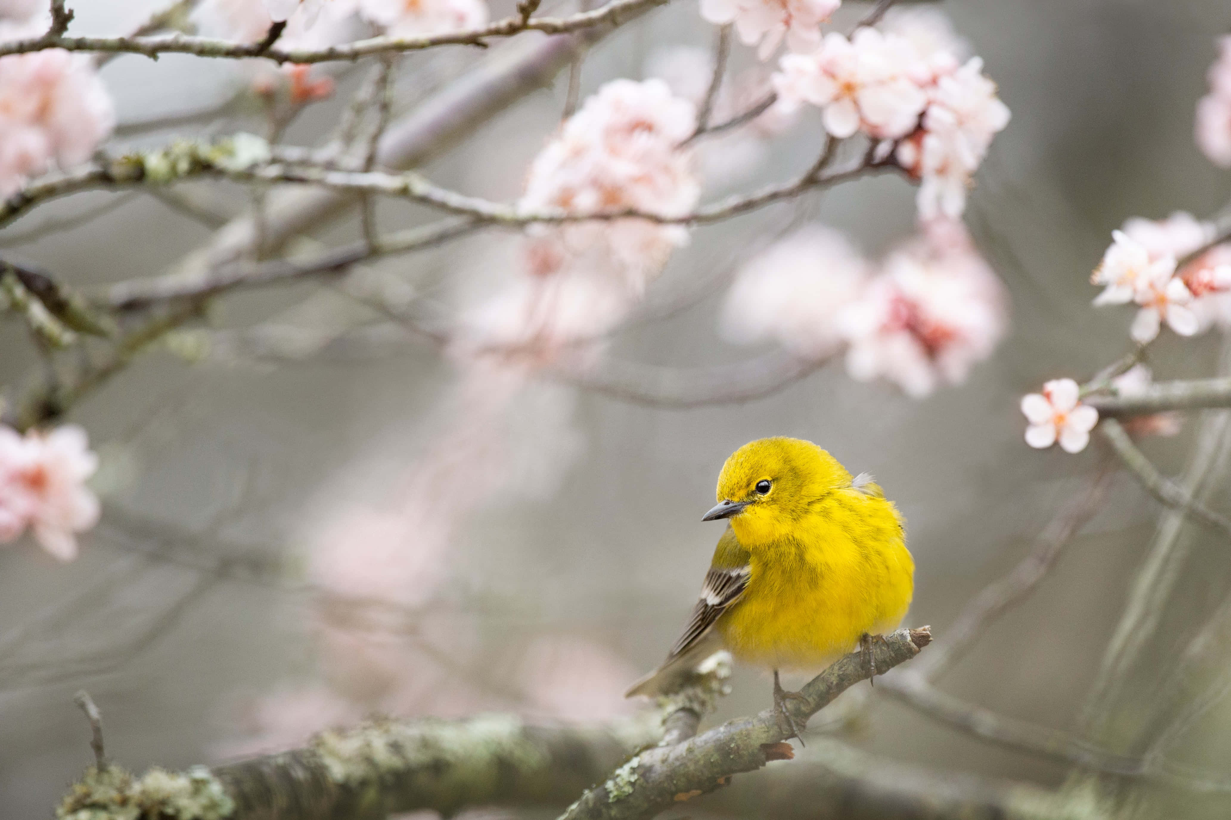 Yellow Canary 桌布 壁紙 — 一隻亮黃色的鶯鳥棲息在長滿苔蘚的樹枝上，周圍是春天柔和的粉紅櫻花。