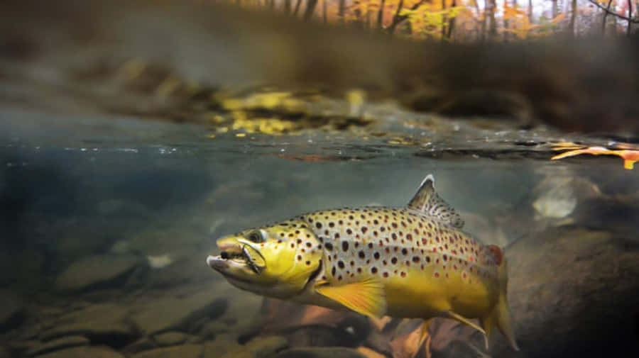 Brown Trout 桌布 壁紙 — 一條褐鱒在清澈的溪流中優雅地游動，上方漂浮著秋葉。
