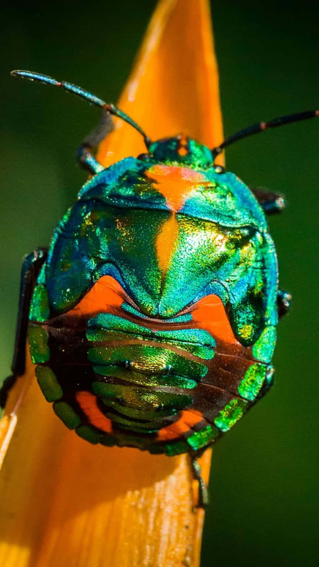  壁紙 — 一隻色彩鮮豔的彩虹甲蟲，帶有綠色和橙色色調，棲息在鮮橙色花瓣上，背景是模糊的綠色。