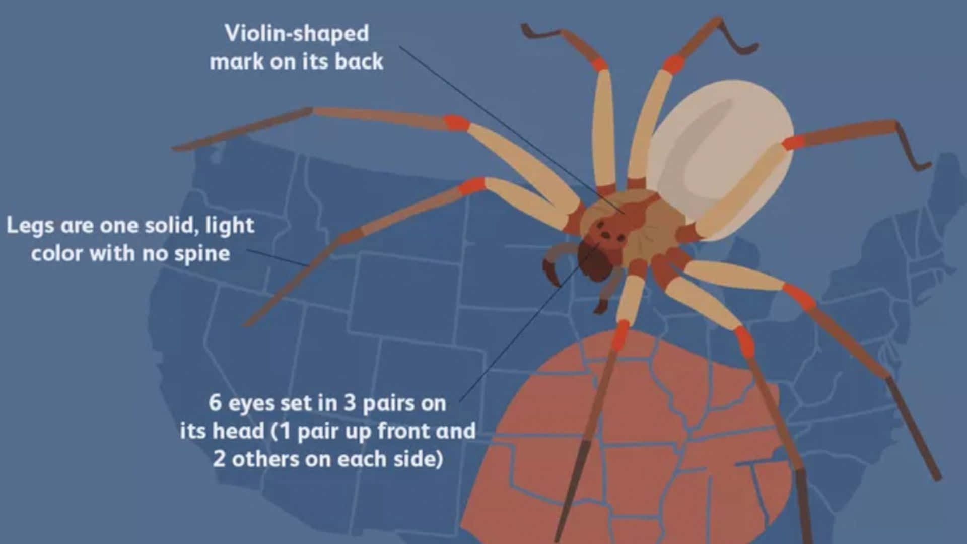 Brown Recluse Spider 桌布 壁紙 — 插圖小提琴蜘蛛，淺色腿和六隻眼睛，位於美國地圖上。