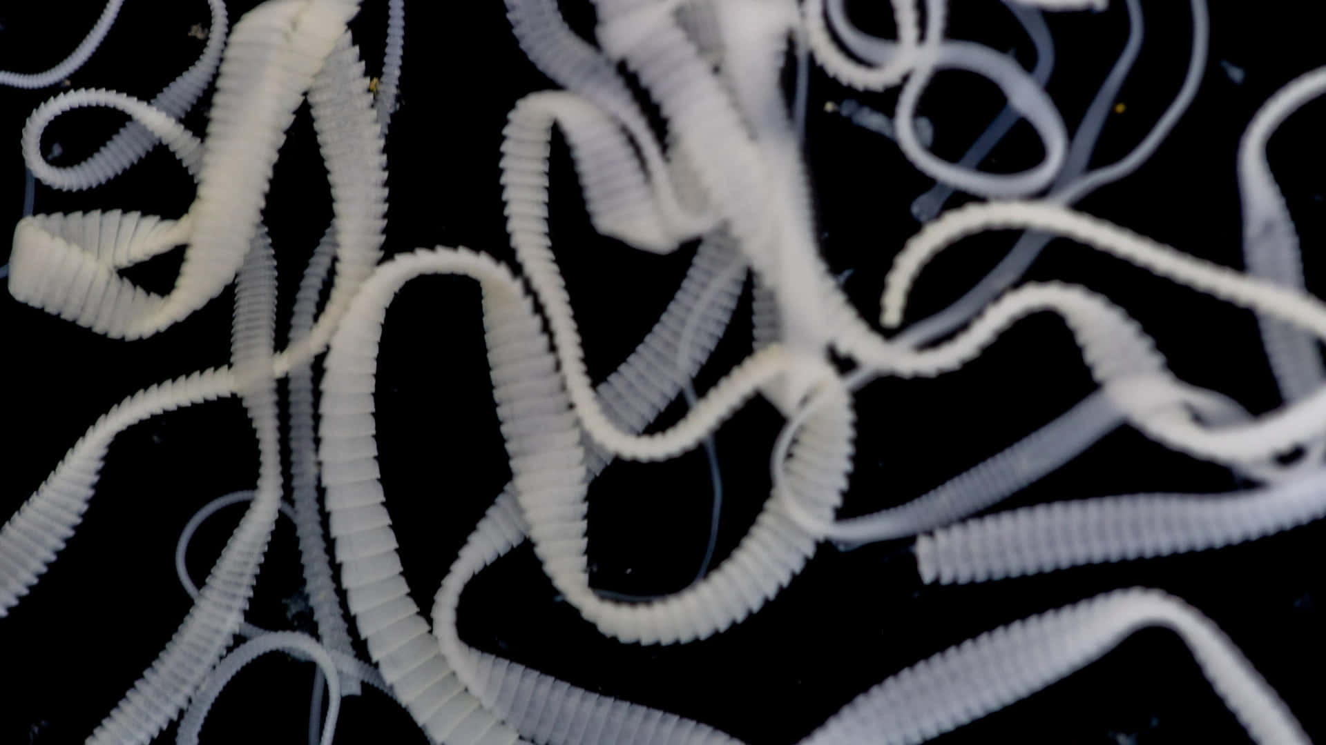  壁紙 — 纏繞的白色羅紋管在純黑色背景上漂浮的微距特寫鏡頭。