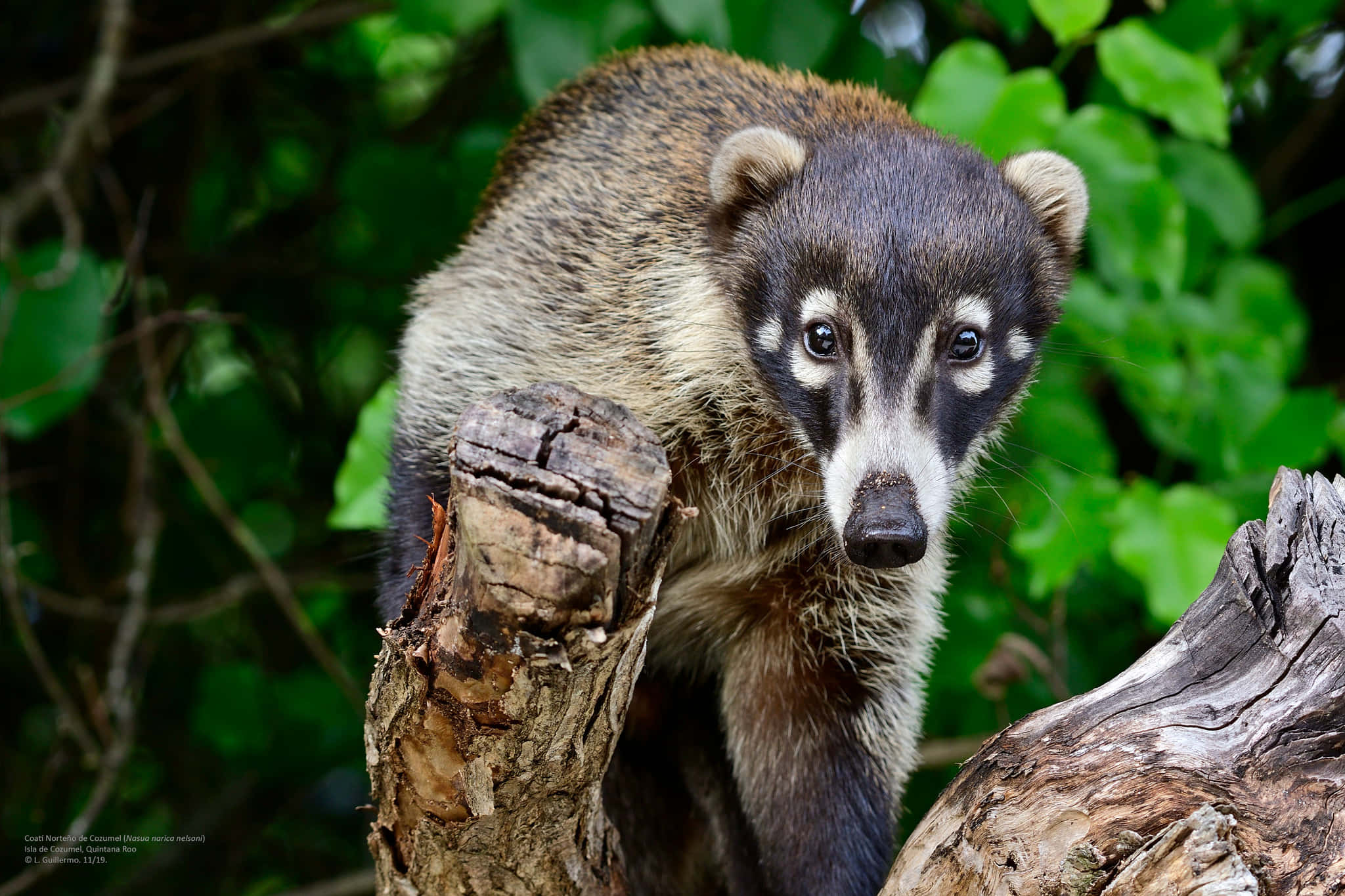 Coati 桌布 壁紙 — 一隻長鼻浣熊棲息在風化的樹樁上，周圍是茂密的綠色樹葉的特寫。