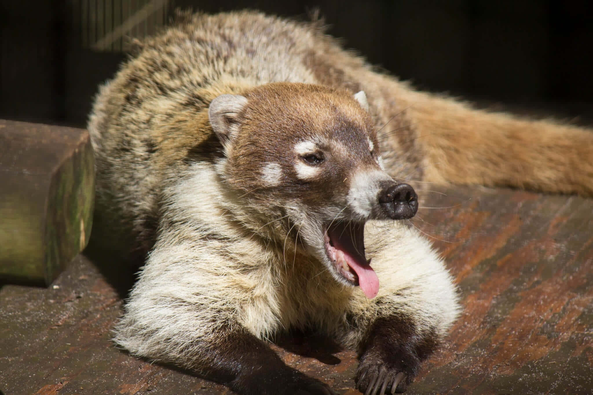 Coati 桌布 壁紙 — 一隻長鼻浣熊在陽光照耀的木質表面上休息，張大嘴巴打哈欠，露出粉紅色的舌頭。