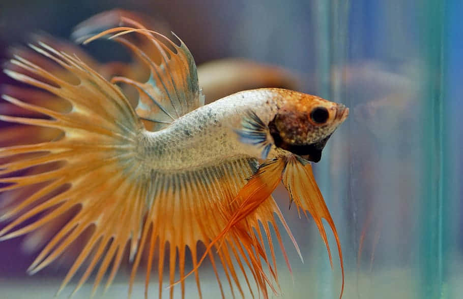  壁紙 — 一條充滿活力的橙色鬥魚，擺動著流暢的魚鰭，在清澈的水族箱中優雅地游動。
