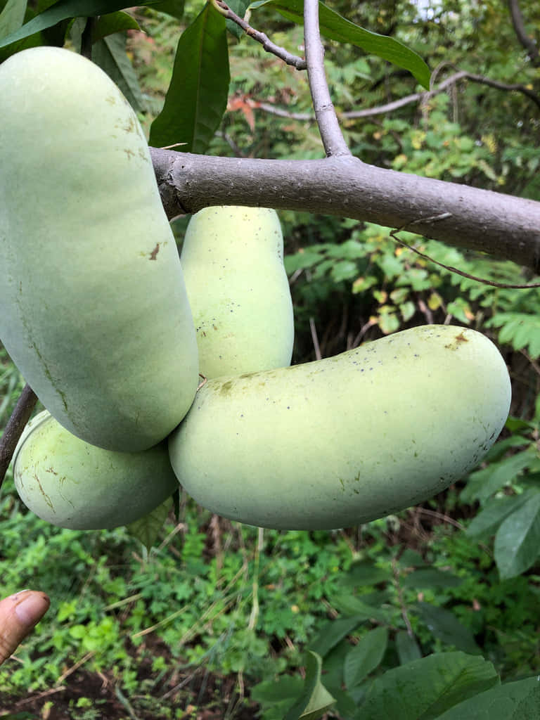  壁紙 — 成熟的綠色枇杷成簇掛在樹枝上，周圍是茂密的樹葉。