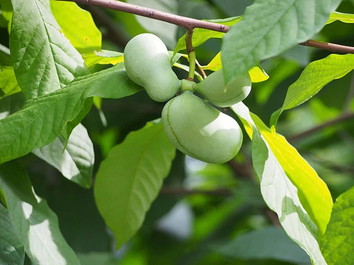  壁紙 — 成熟的綠色泡泡果掛在樹枝上，周圍是茂盛鮮活的葉子，在明亮的日光下。