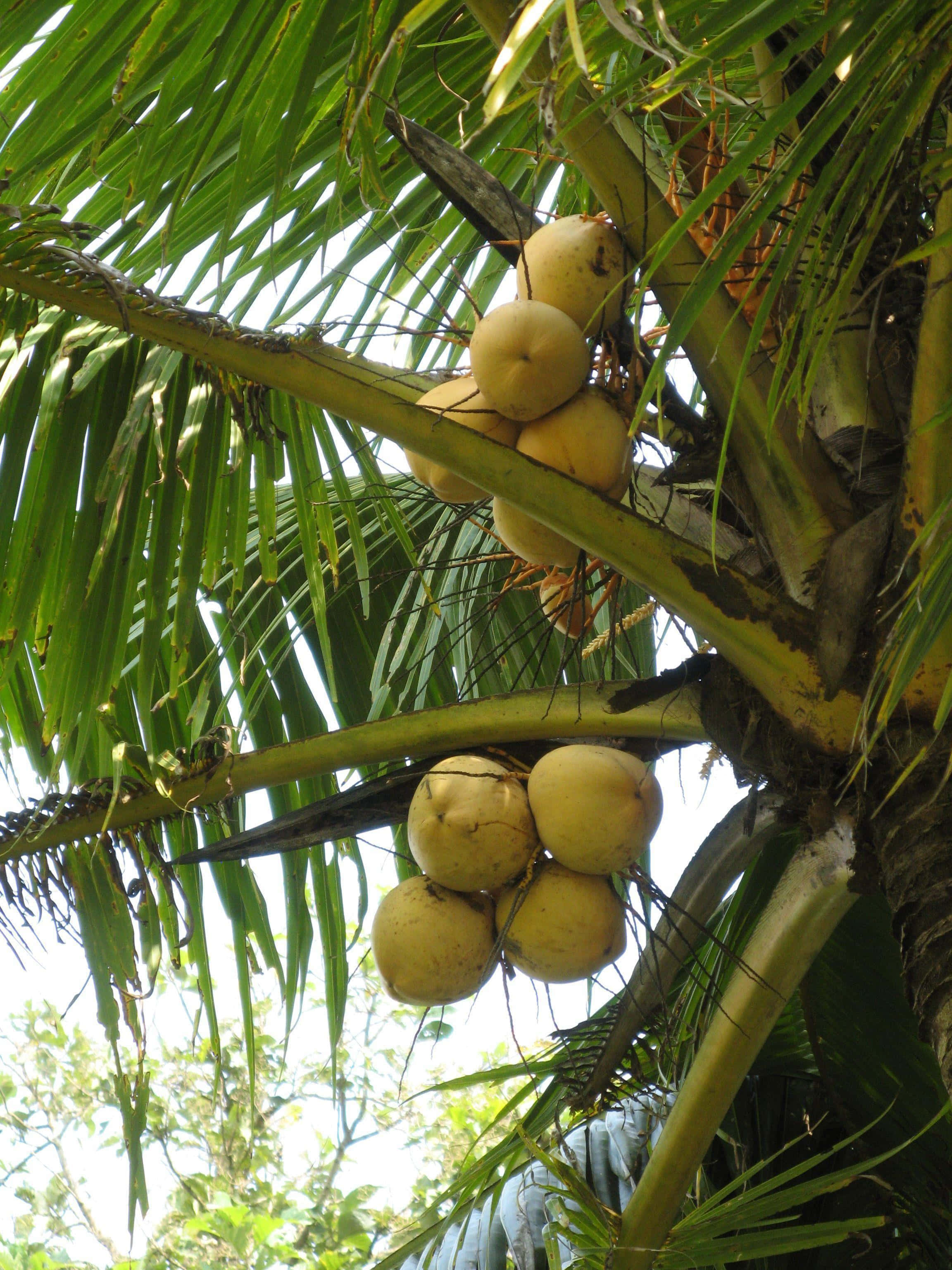 Coconut 桌布 壁紙 — 成熟的椰子成串掛在棕櫚樹上，樹葉茂盛翠綠，襯托著明亮的天空。