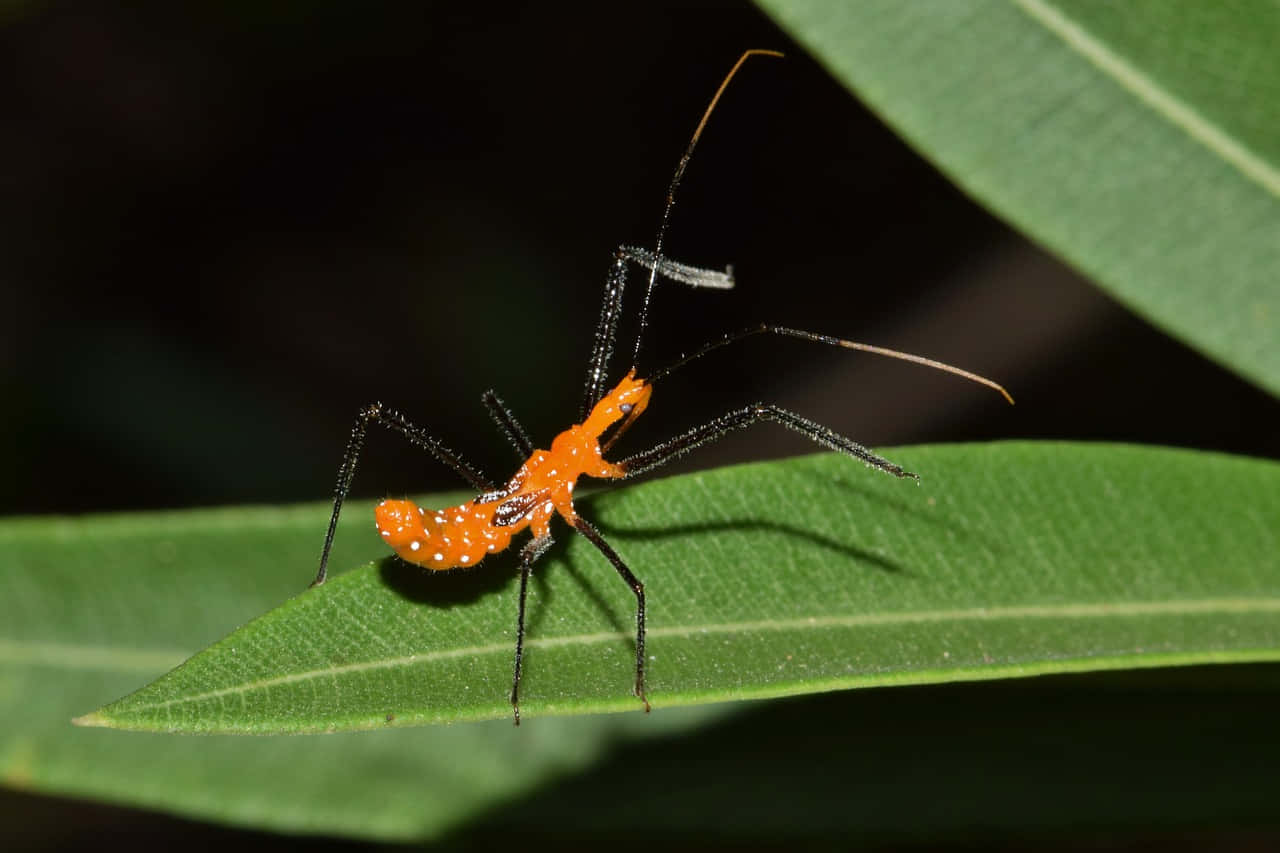  壁紙 — 一隻鮮豔的橙色獵蝽（assassin bug）長著黑色腿，輕巧地停在一片光滑的綠葉上，背景是暗色模糊的。
