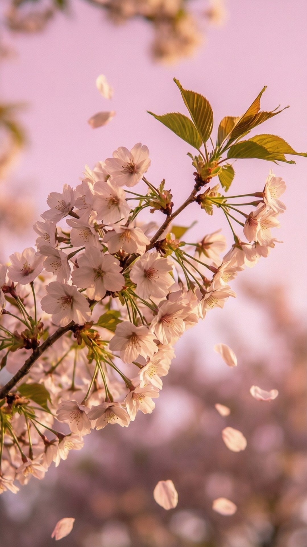 Cherry Blossom Dreams 壁紙 — 櫻花枝條，帶有柔軟的粉紅色花瓣和綠色葉子，襯托著夢幻般的粉紅色天空，花瓣輕輕飄落。