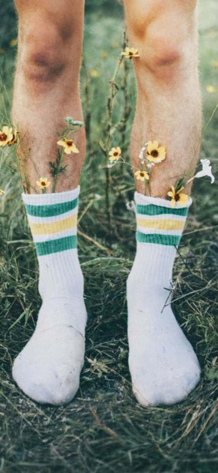  壁紙 — 赤裸雙腿穿著條紋襪子，站在長滿黃花的草地上的特寫。