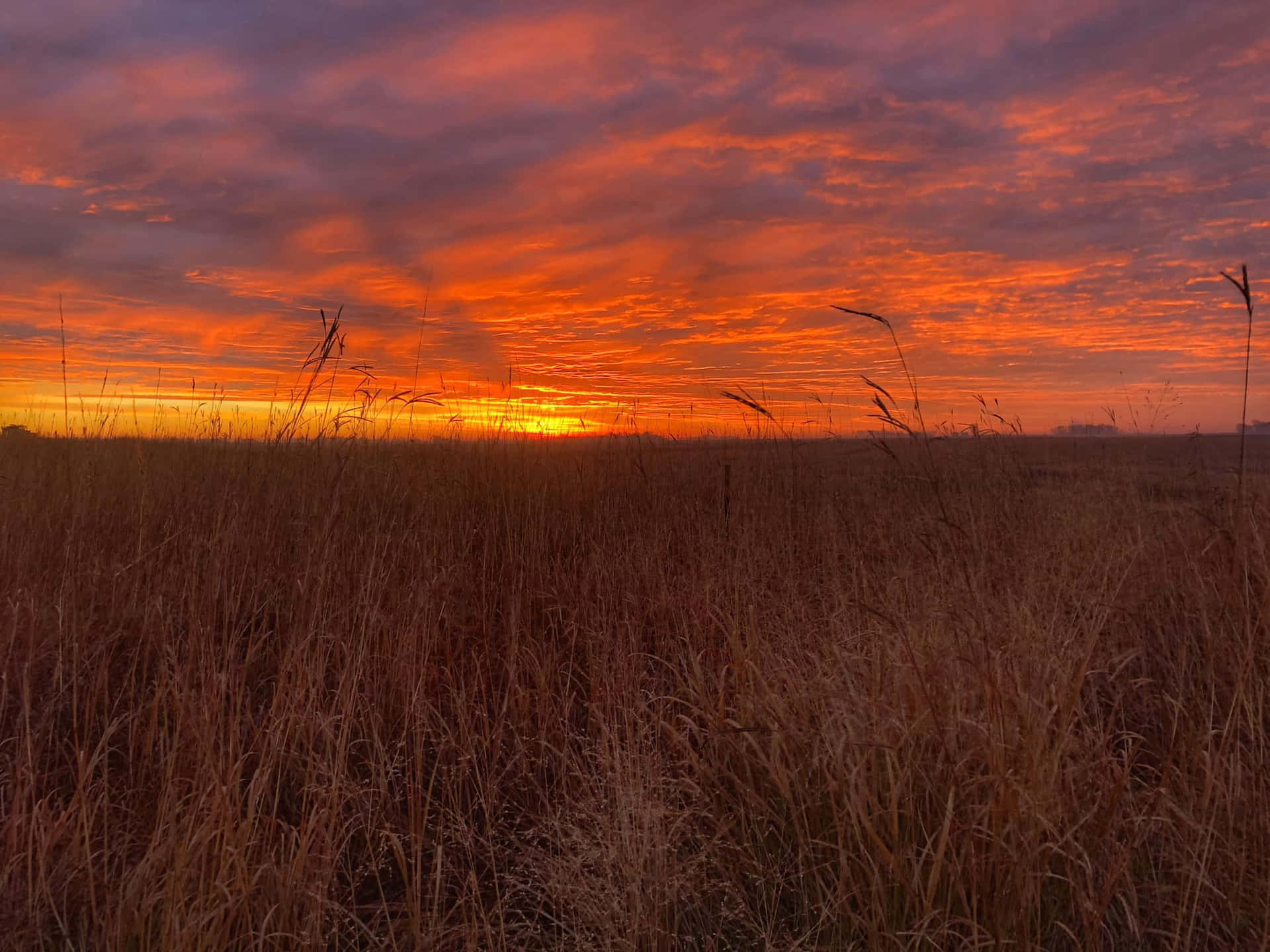  壁紙 — 熾熱的夕陽將天空染成鮮豔的橙色和紫色，高大的金色草在前景搖曳。