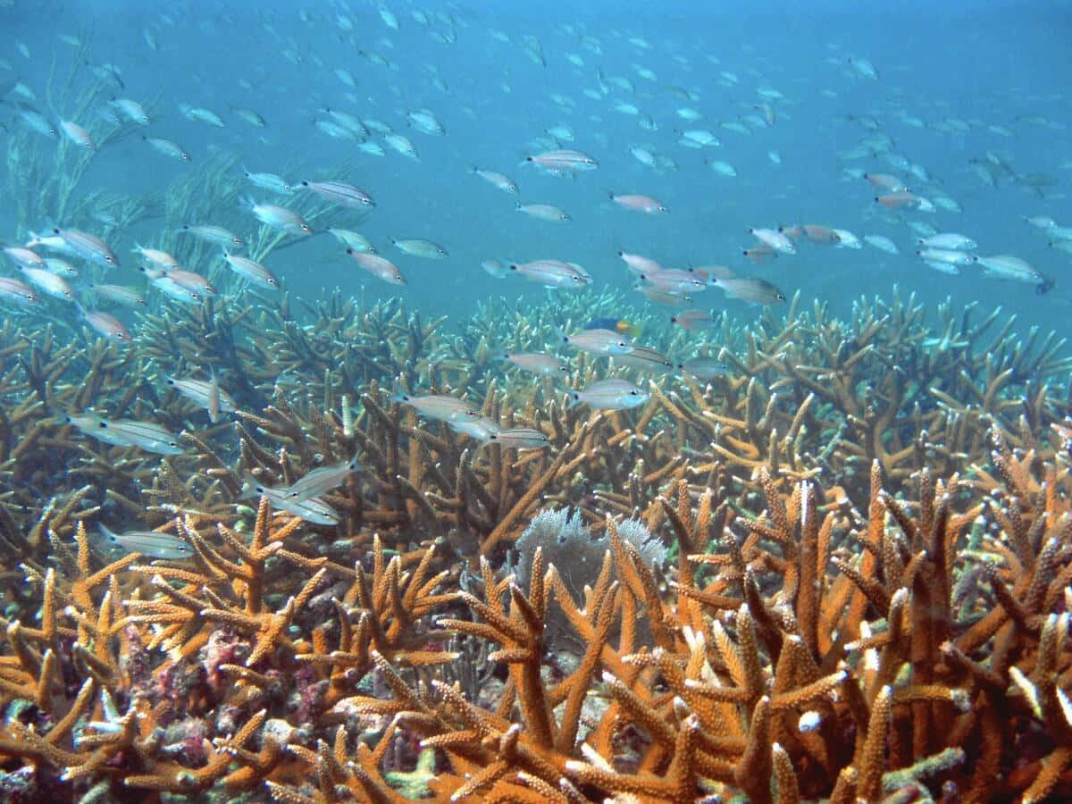  壁紙 — 充滿活力的海底場景，有橙色珊瑚群和一群銀色魚在清澈的藍色水中游動。
