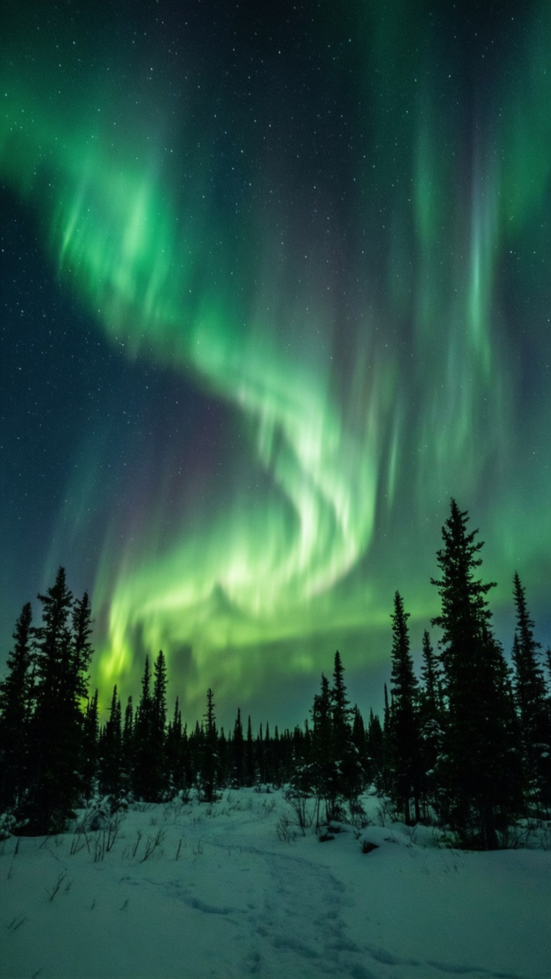 Alaska Northern Lights 壁紙 — 充滿活力的綠色北極光在黑暗松樹的雪森林上方的星空夜空中舞動。