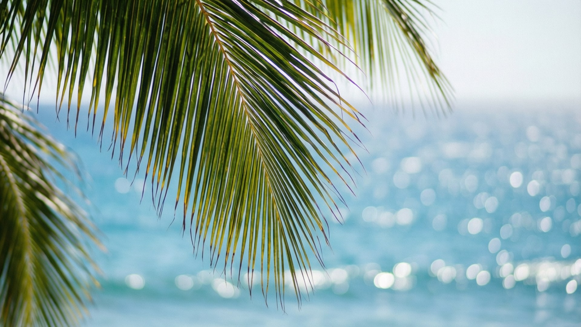 Bokeh Ocean Palm 壁紙 — 充滿活力的綠色棕櫚葉框住了陽光斑駁的碧綠海洋，帶有閃爍的光反射。