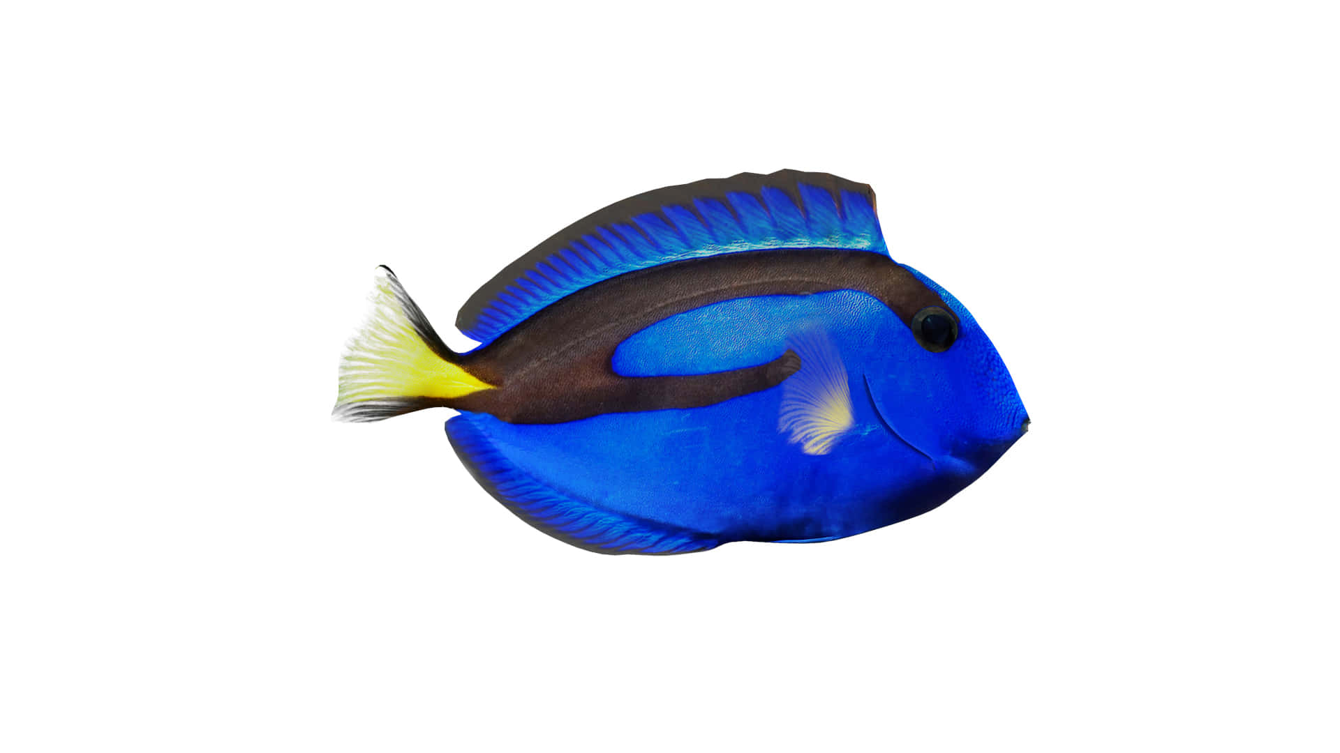  壁紙 — 充滿活力的藍色刺尾魚，黃色尾巴和黑色條紋，孤立在純白色背景上。