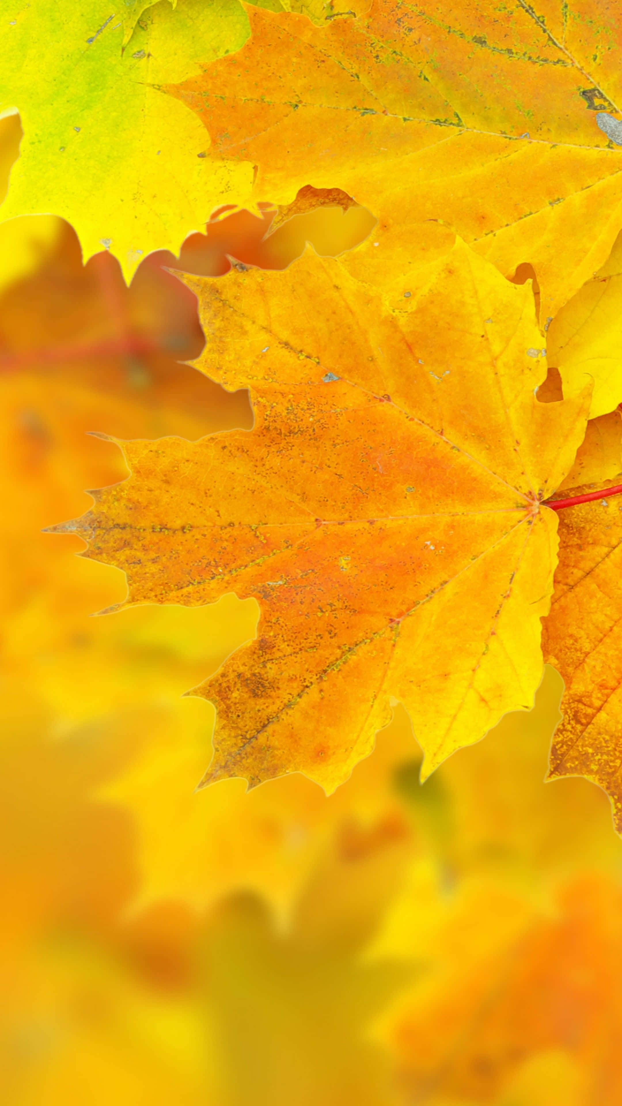 Yellow Leaves 桌布 壁紙 — 充滿活力的黃色楓葉，帶有清晰的秋色和細膩的葉脈，柔焦效果。