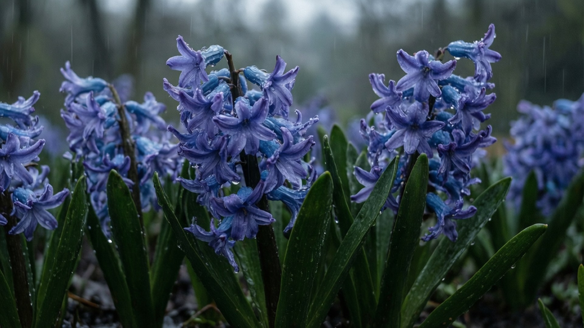 Rainy Hyacinths 壁紙 — 充滿活力的紫色風信子花朵在模糊的森林背景下閃爍著雨滴。