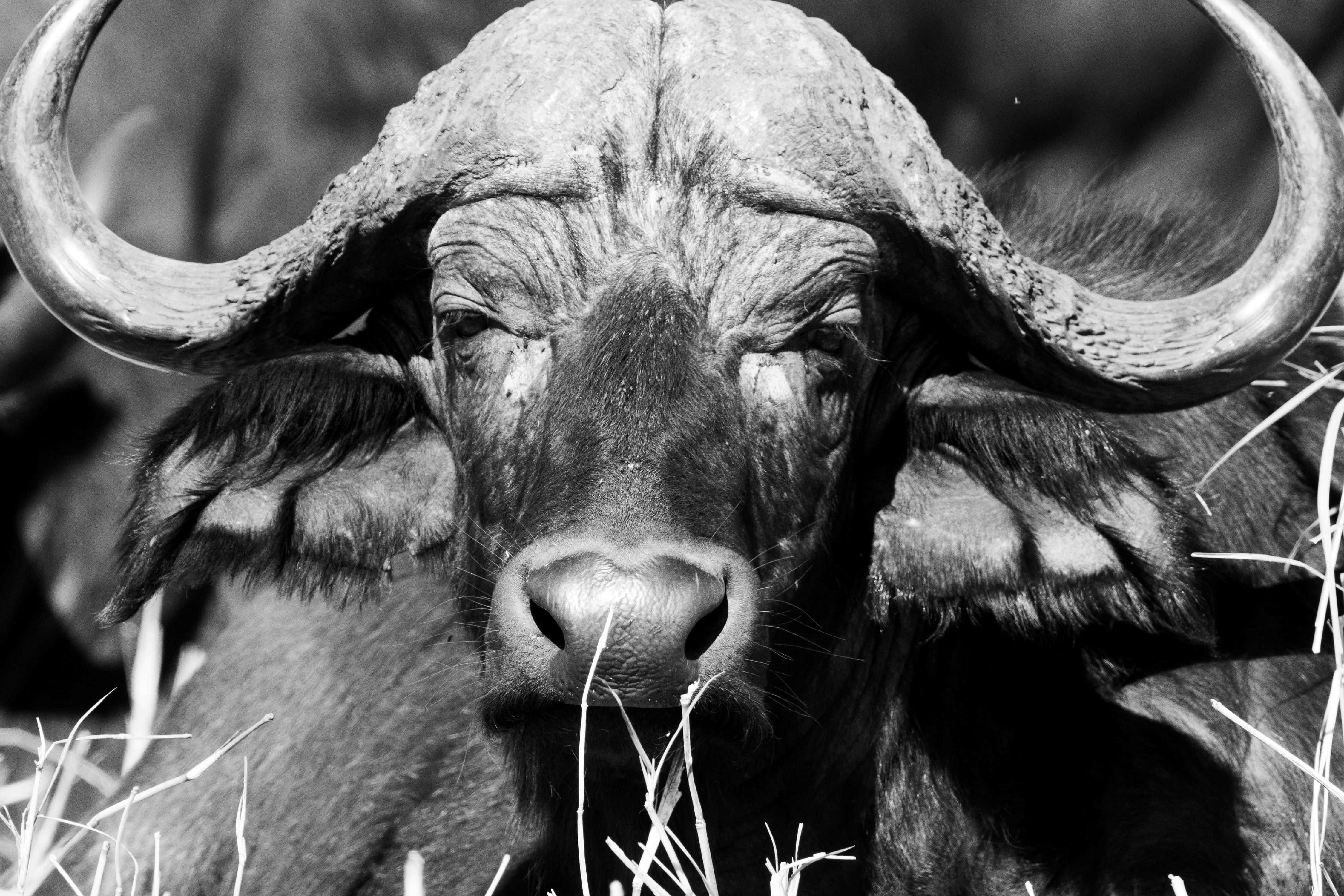 Water Buffalo 桌布 壁紙 — 一頭水牛的特寫黑白肖像，擁有巨大的彎曲角，透過高草直視鏡頭。