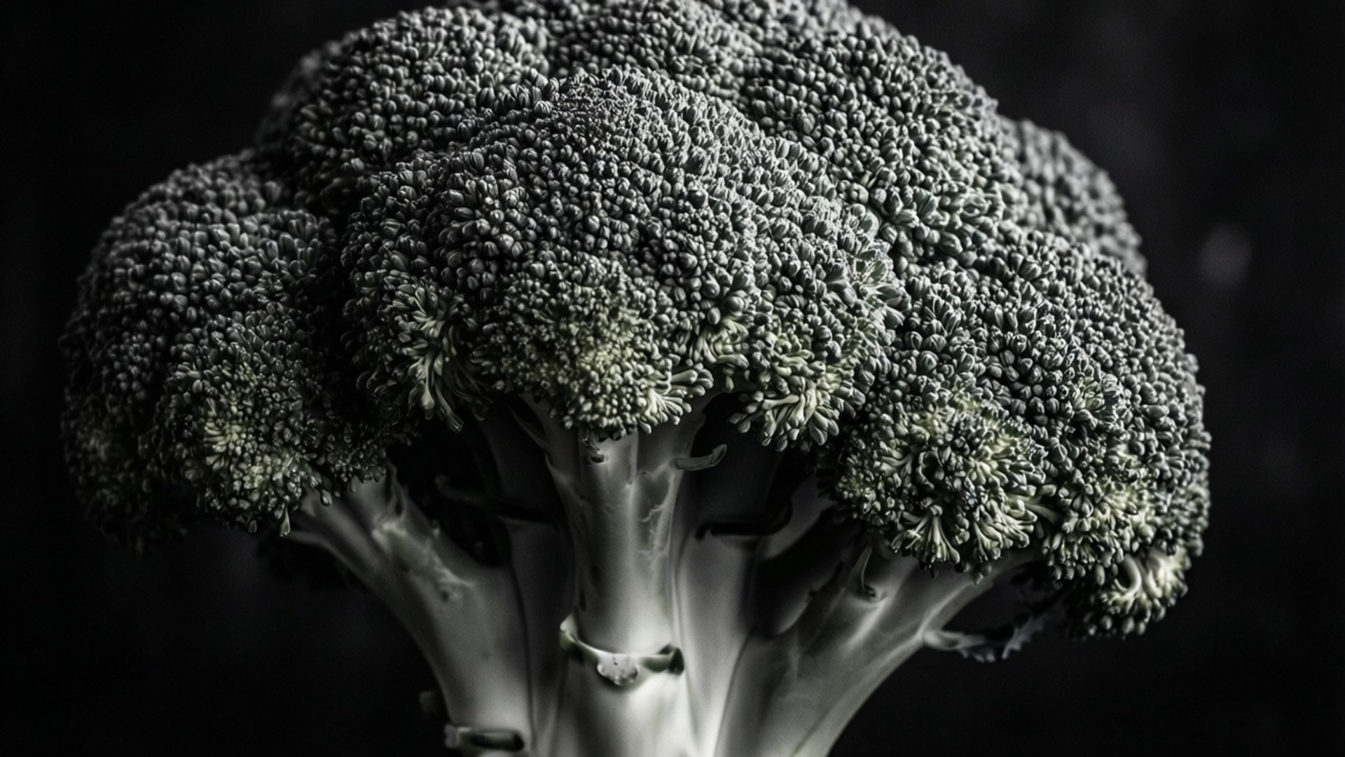 Broccoli in Monochrome 壁紙 — 一個花椰菜頭的近距離特寫，帶有紋理的花蕾和淺色的莖，背景為深色。