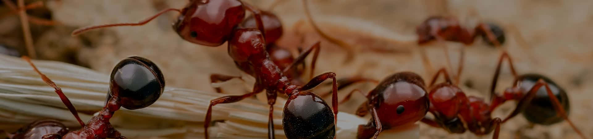  壁紙 — 特寫微距鏡頭拍攝光澤紅蟻在沙地搬運白色纖維。