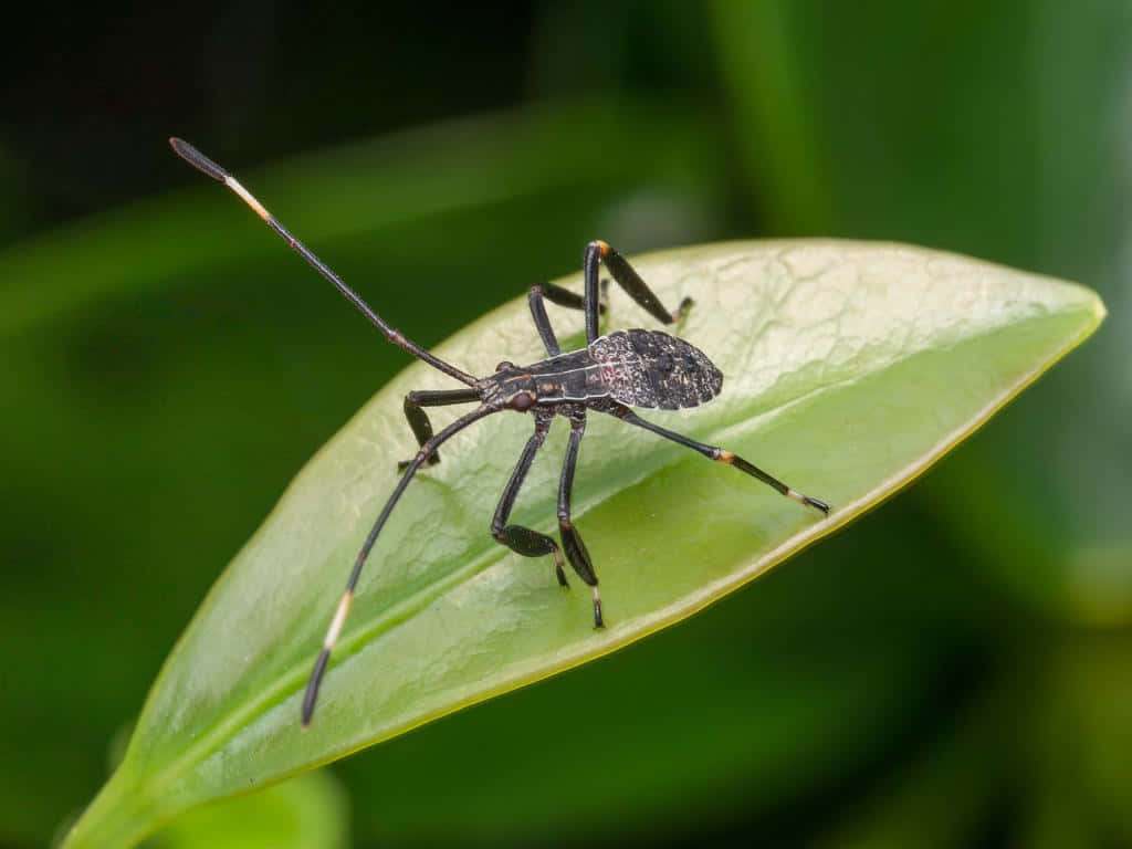  壁紙 — 一隻黑色獵蝽（assassin bug）特寫，長觸角，棲息在鮮綠色葉片上，背景模糊自然。