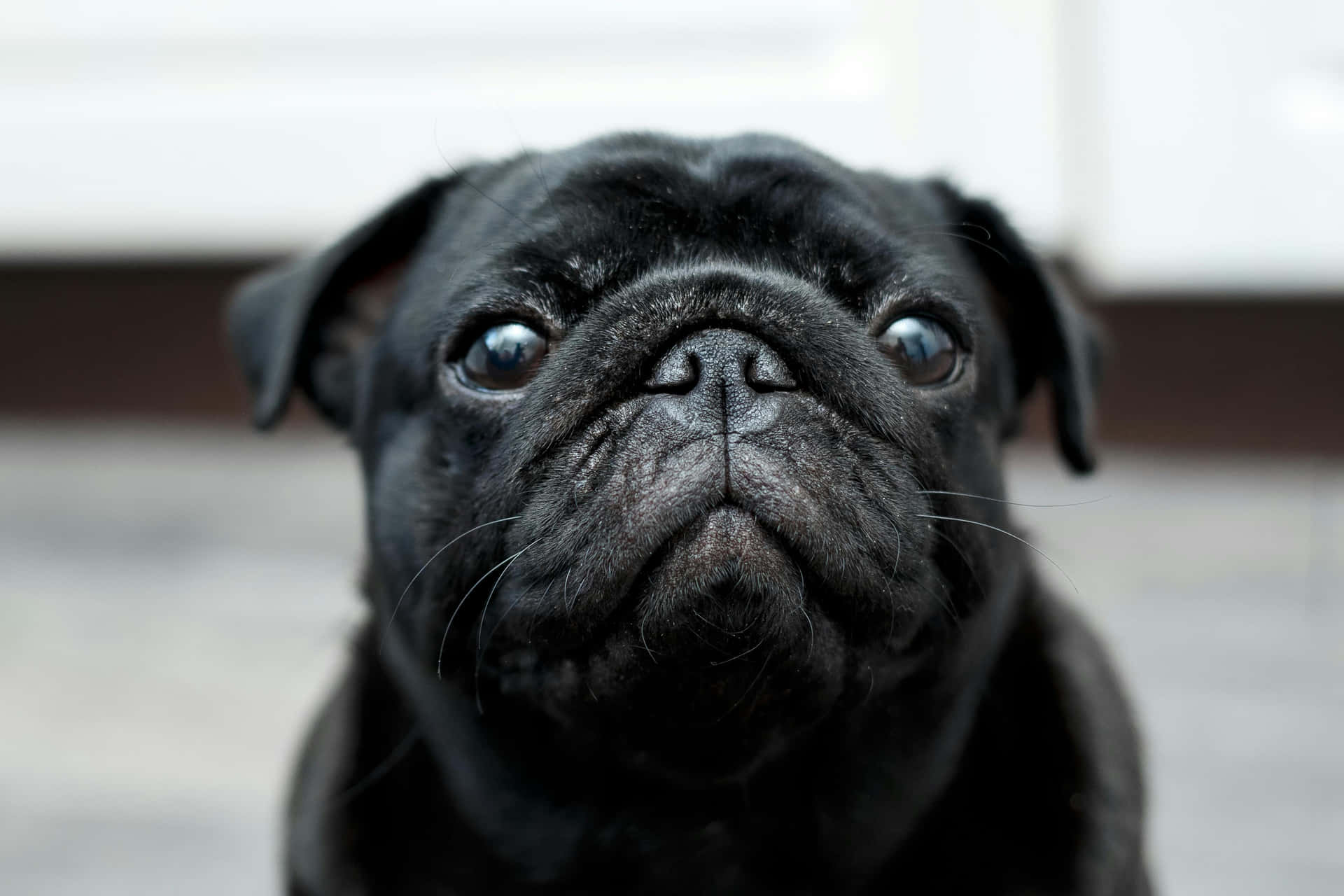  壁紙 — 一隻黑色巴哥犬幼犬的特寫，牠有雙又大又閃亮的眼睛，直視鏡頭。