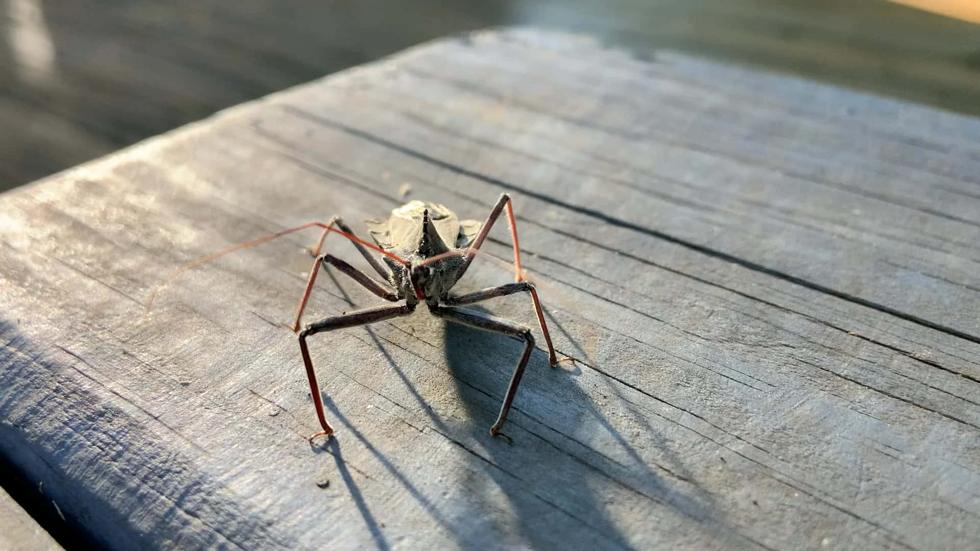  壁紙 — 一隻棕色獵蝽（assassin bug）擁有長腿和觸角，在明亮的陽光下於風化的木板上爬行的特寫。