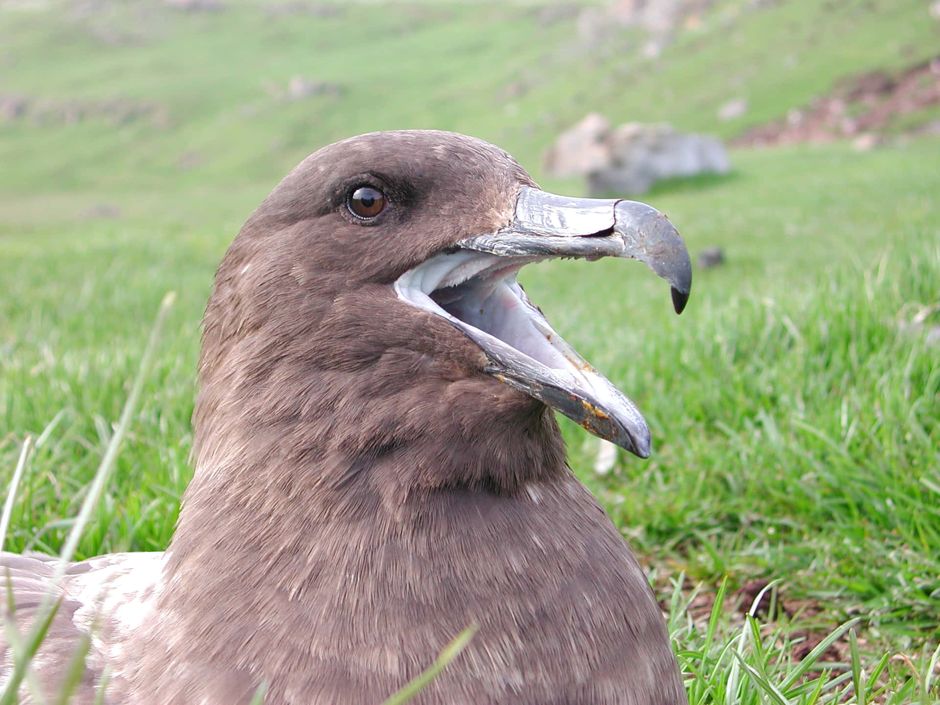  壁紙 — 一隻褐色鳥類的特寫，牠有鉤狀的喙，站在充滿活力的綠色草地上。