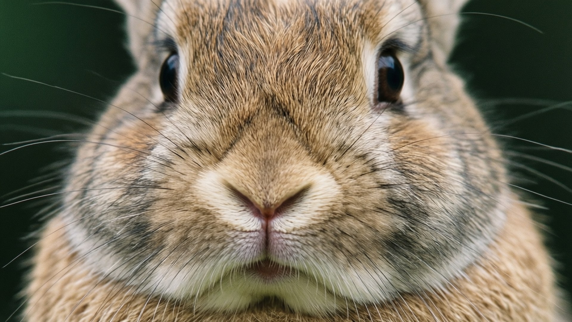Bunny Fur Close-Up 壁紙 — 棕色兔子的面部特寫，毛髮柔軟，眼睛深色，背景為模糊的綠色。