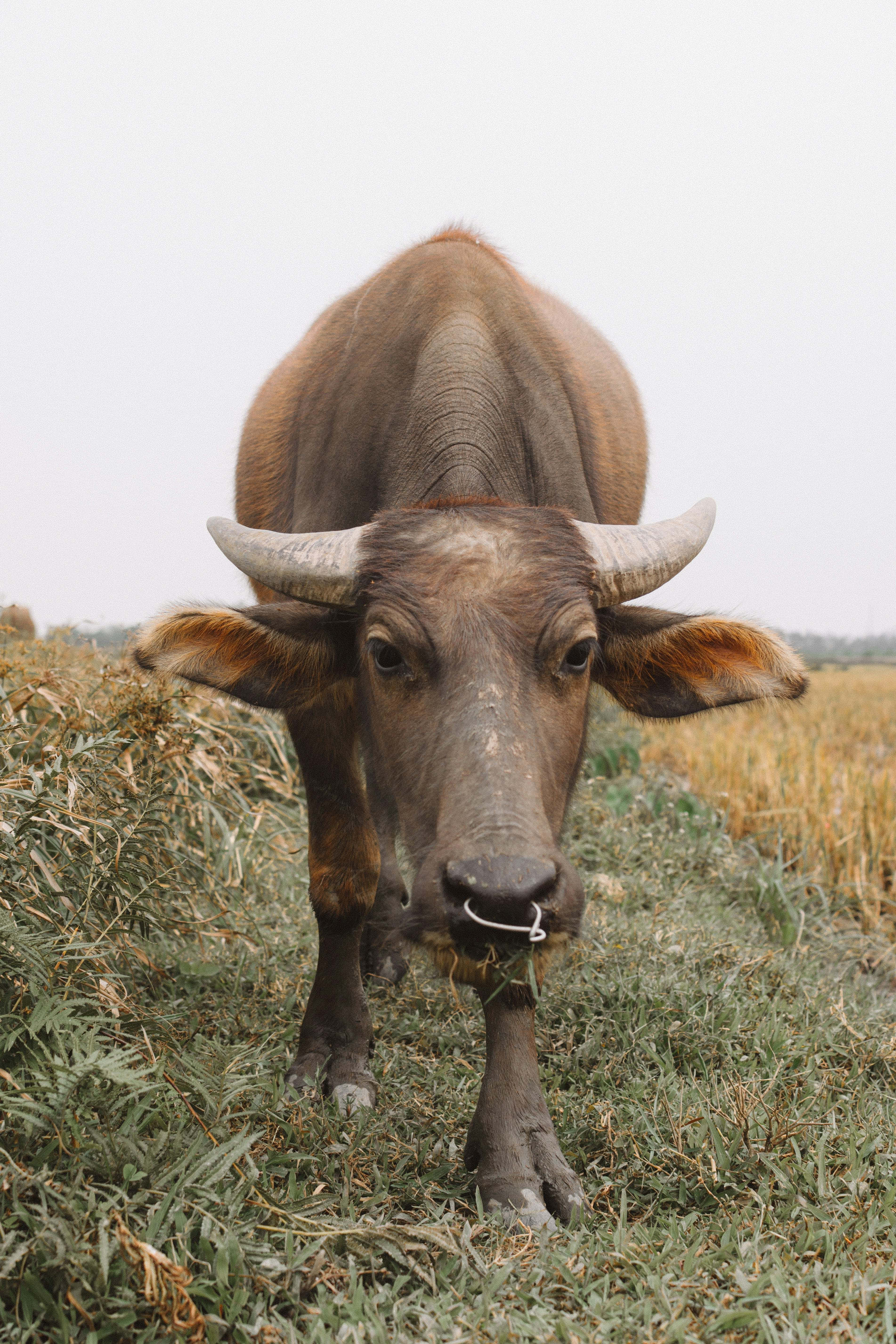 Water Buffalo 桌布 壁紙 — 一頭棕色水牛的近照，牠有彎曲的角和鼻環，站在多雲天空下的草地上。