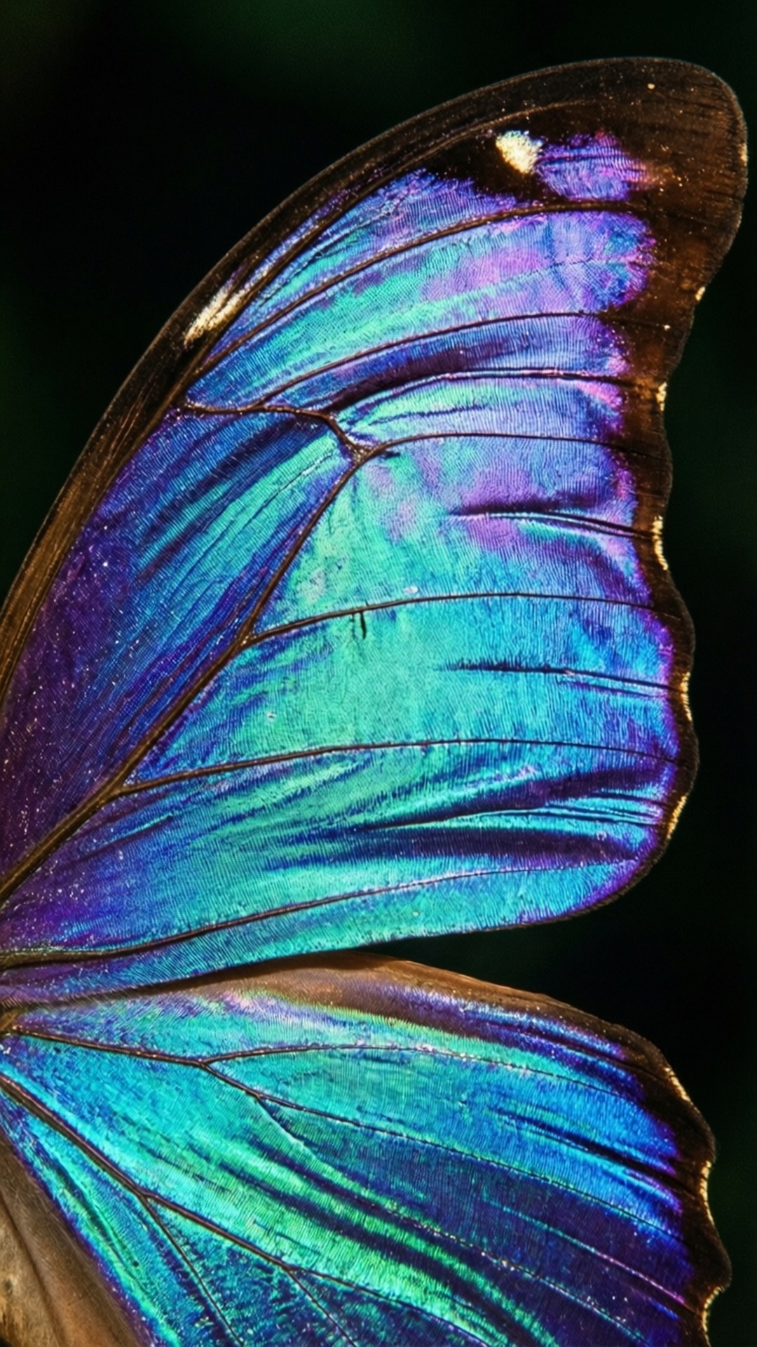 Butterfly Wing Iridescence 壁紙 — 蝴蝶翅膀的特寫，展現出虹彩藍、綠和紫色調，帶有精緻的脈絡圖案，背景為深色。