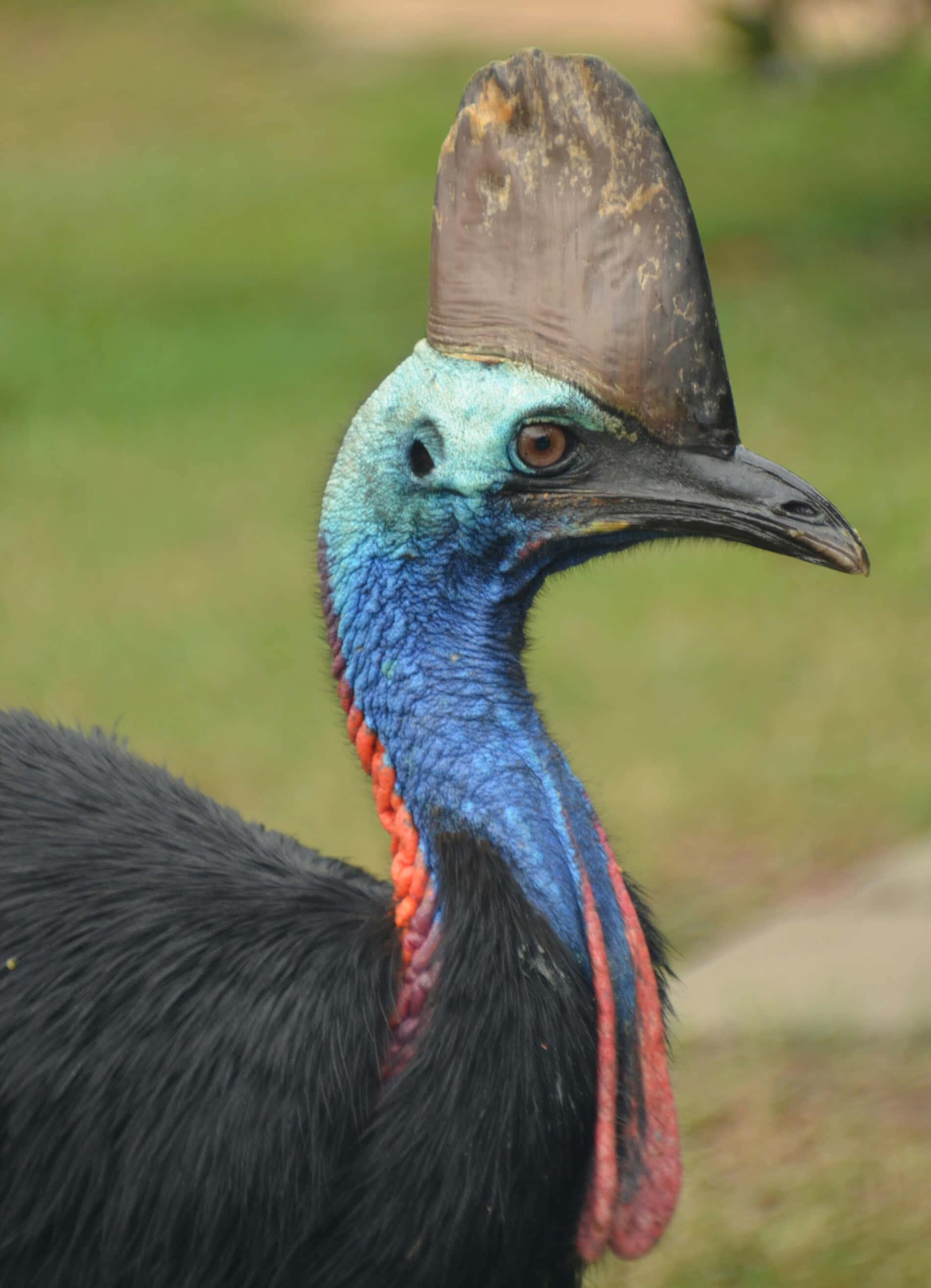 Cassowary 桌布 壁紙 — 食火雞鮮藍色頸部及獨特棕色頭盔的特寫，背景為模糊的綠色。