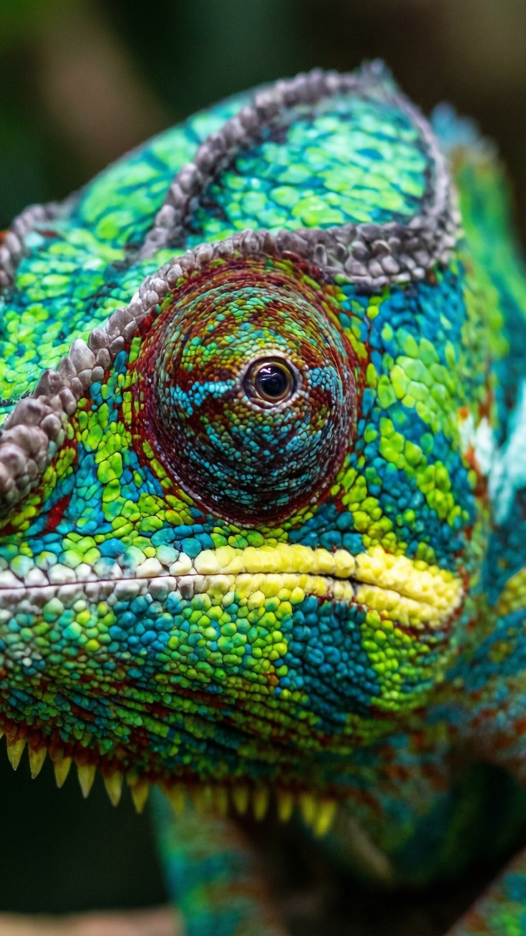 Chameleon Colors 壁紙 — 變色龍臉部特寫，展示鮮豔的綠色、藍色和黃色鱗片，以及細節豐富的眼睛。