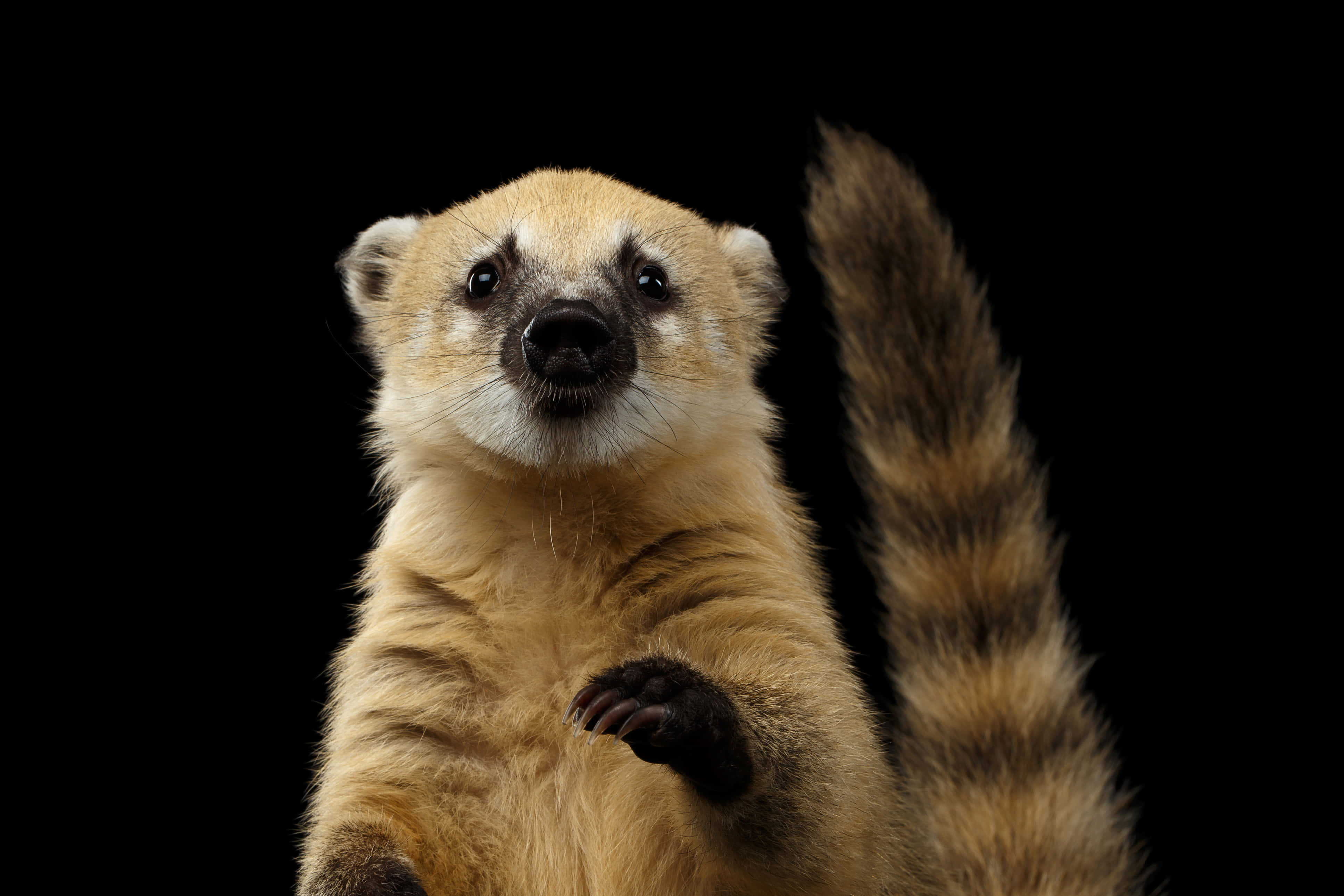 Coati 桌布 壁紙 — 一隻長鼻浣熊豎起尾巴，在純黑背景下直立的特寫。