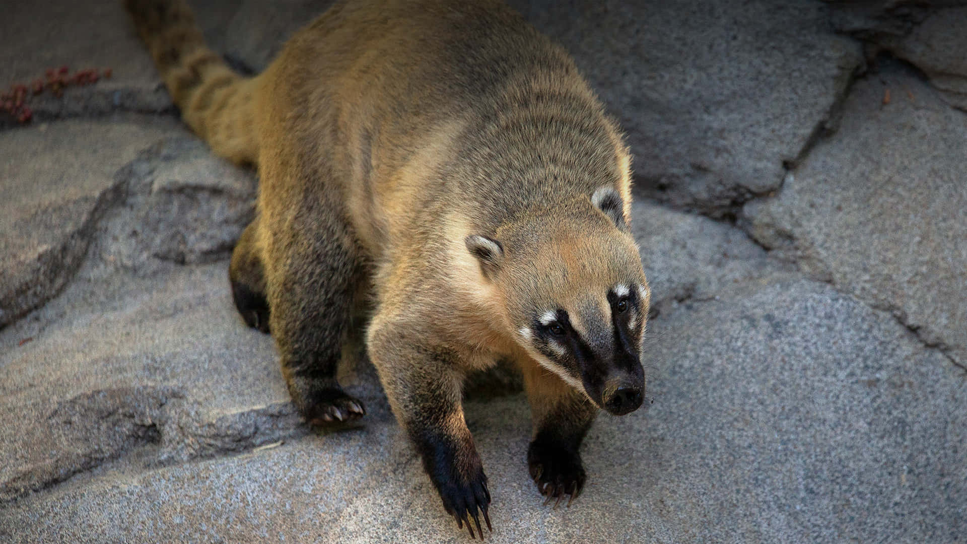 Coati 桌布 壁紙 — 一隻長鼻浣熊近距離特寫，臉上有條紋，長尾巴，在灰色岩石上行走。