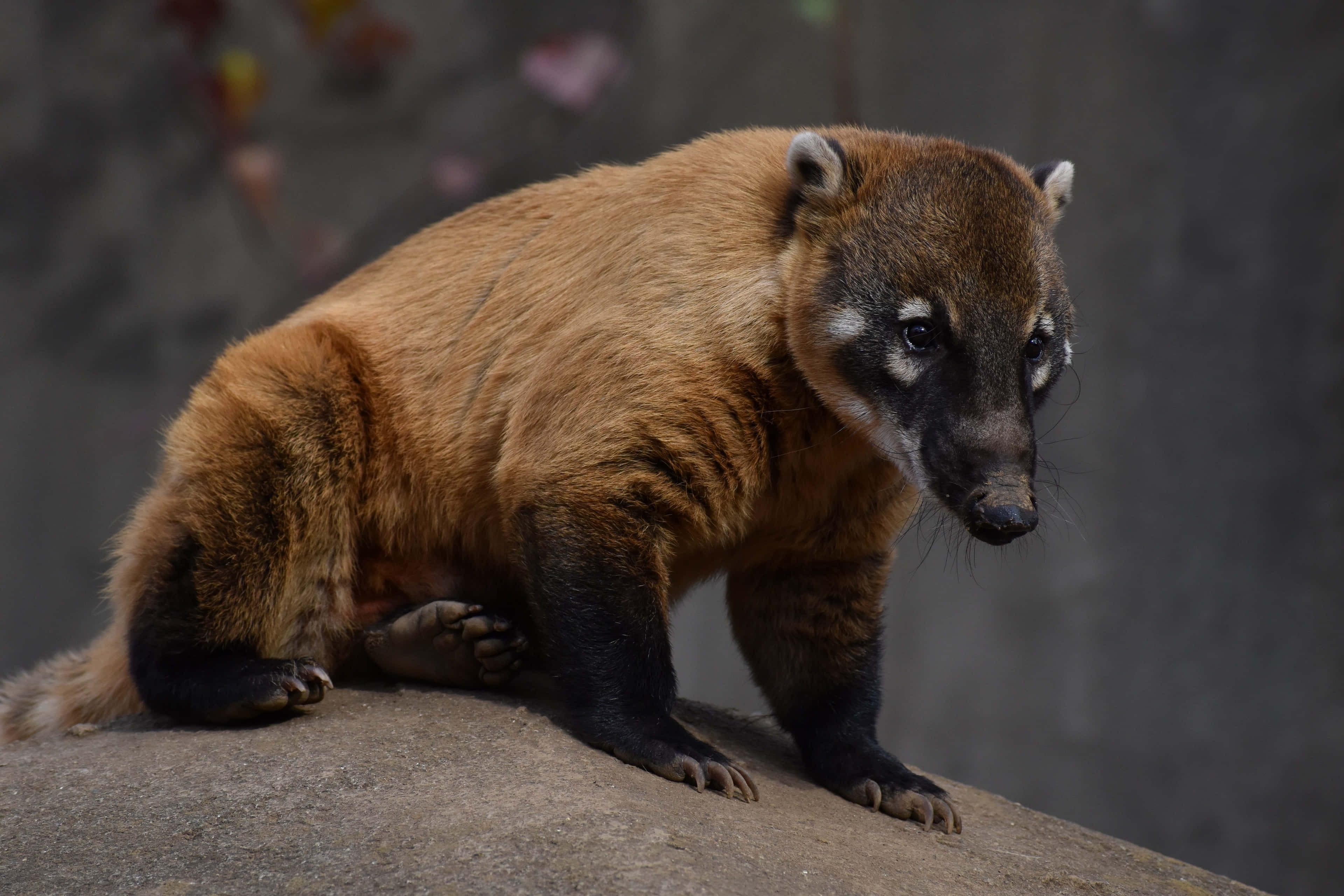 Coati 桌布 壁紙 — 一隻棕色毛髮、黑色四肢的長鼻浣熊警覺地棲息在灰色岩石上的特寫。