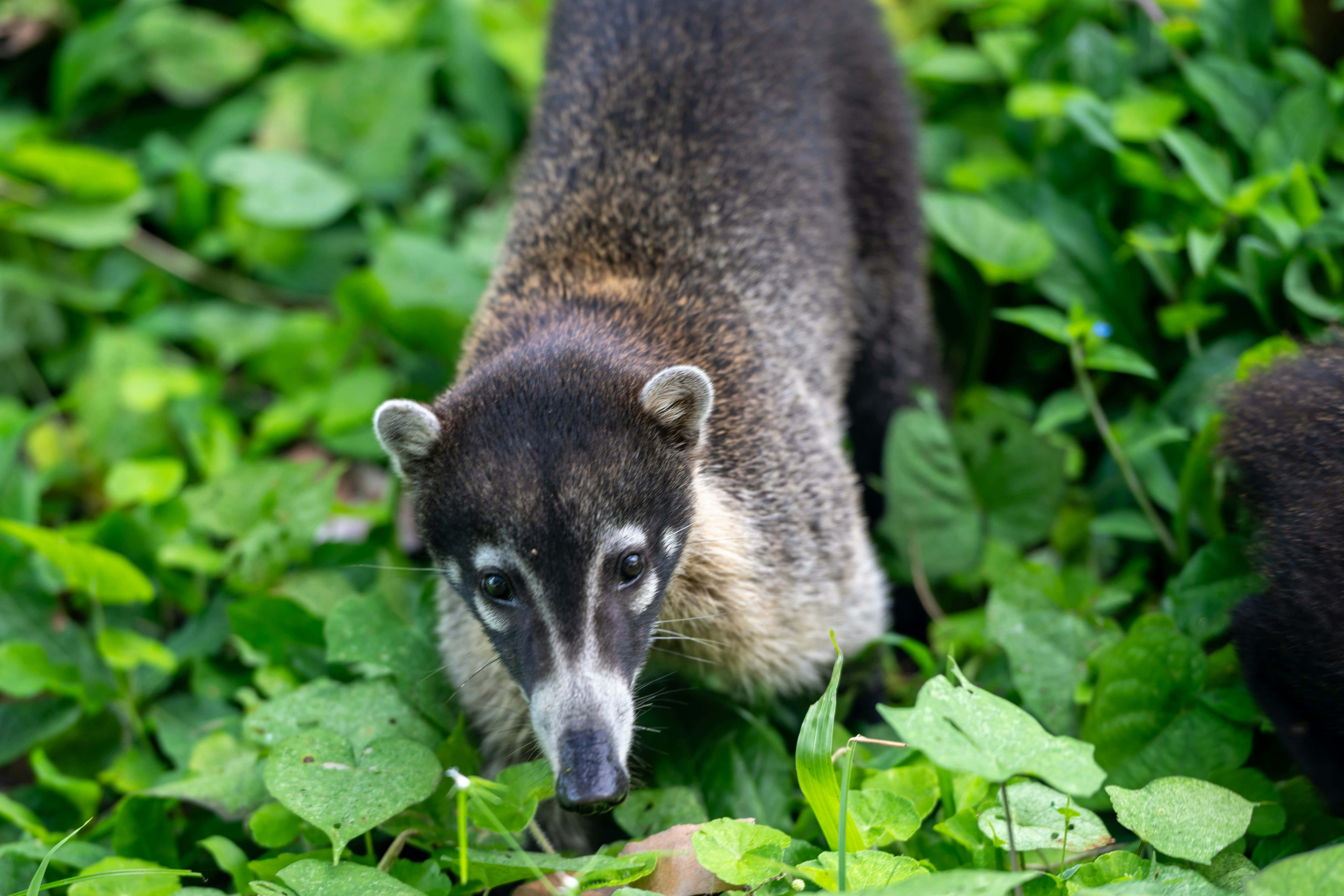 Coati 桌布 壁紙 — 一隻毛色深黑、鼻子白色的長鼻浣熊，從茂密綠葉中探頭窺視的特寫。