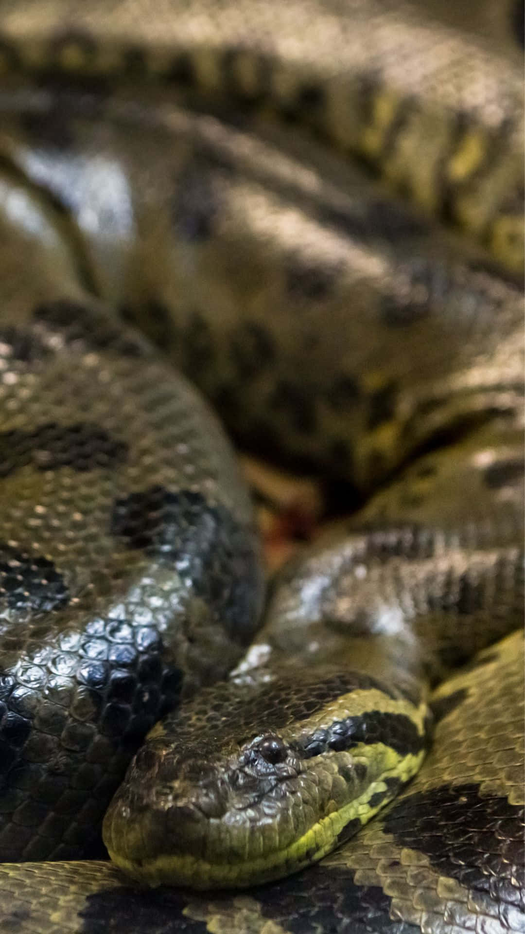Anaconda 桌布 壁紙 — 特寫一條盤繞的蟒蛇，帶有光澤鱗片和黃綠色斑紋，在昏暗光線中休息。