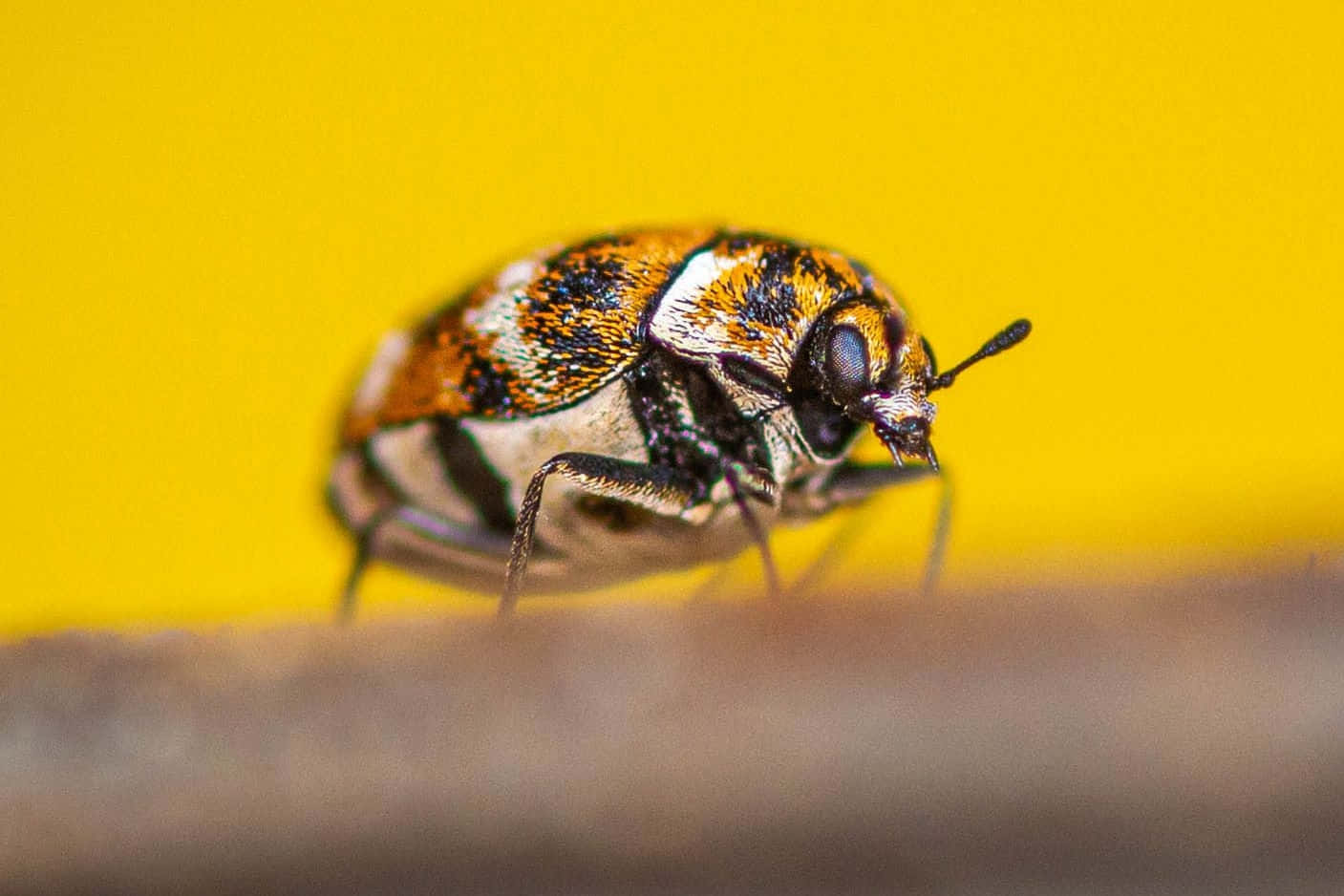  壁紙 — 一隻色彩繽紛、帶有黑色、橙色和白色圖案的甲蟲的特寫，背景是鮮黃色。